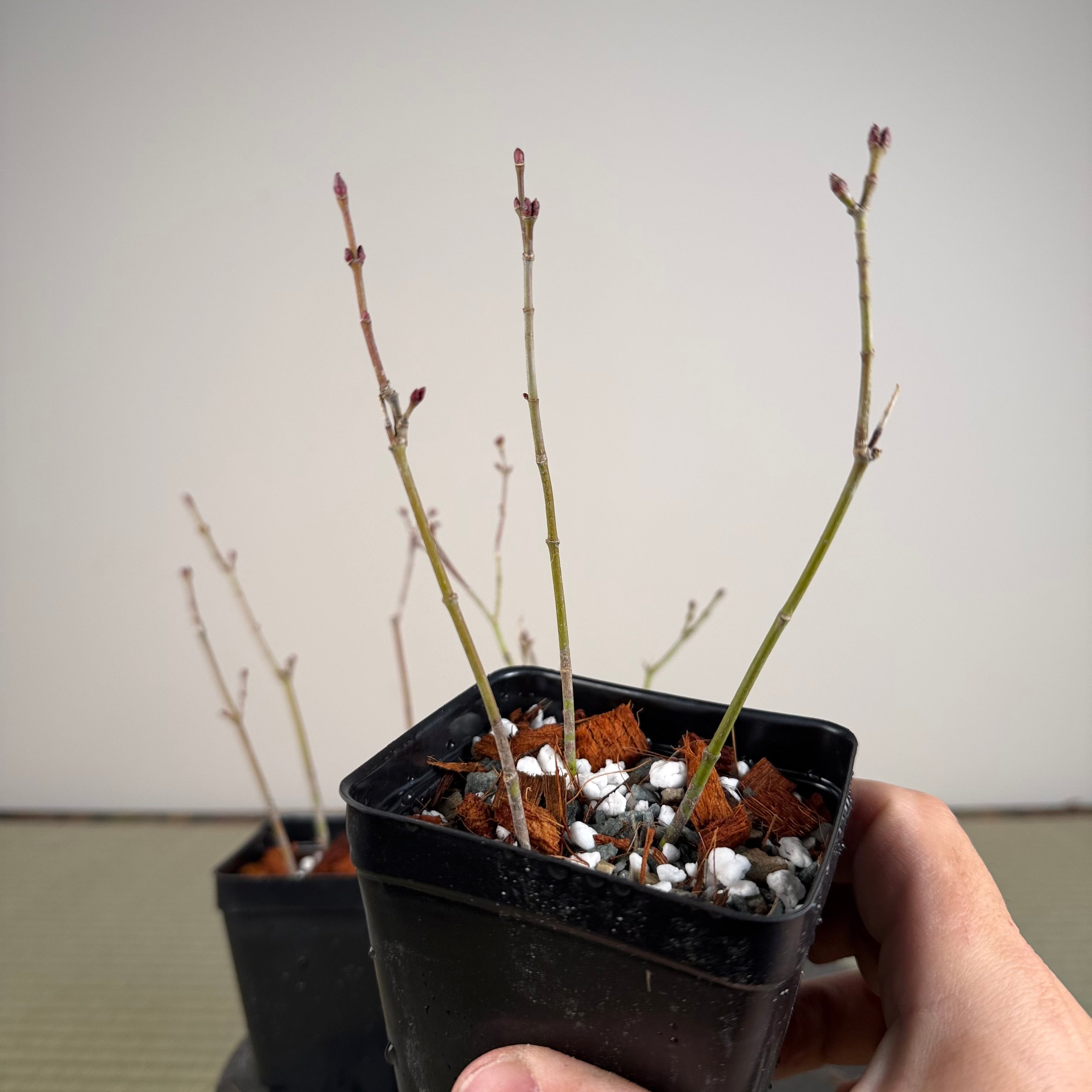 Acer palmatum 'Katsura' (taille réduite)
