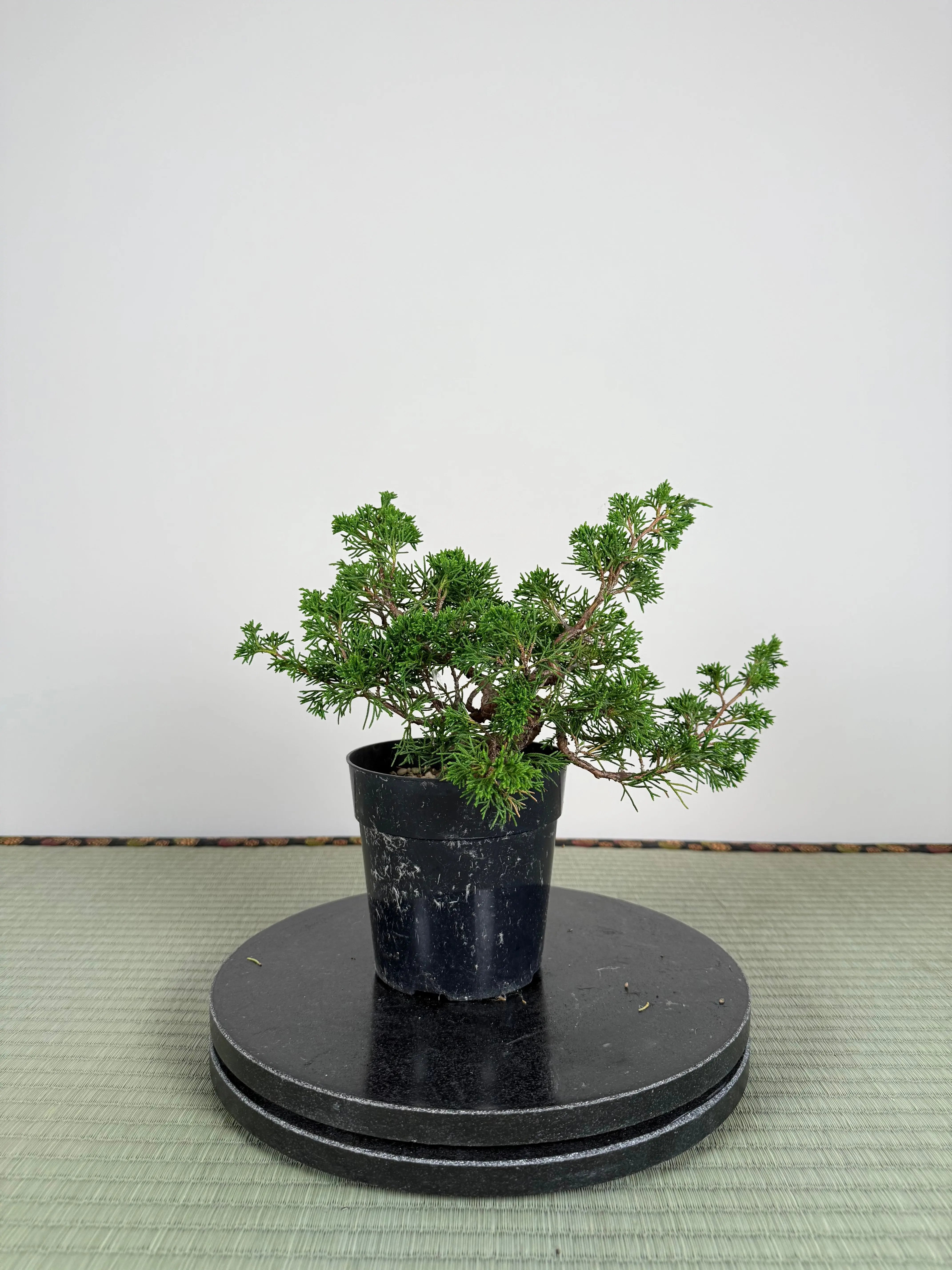 Juniperus chinensis Itoigawa Canada Bonsai