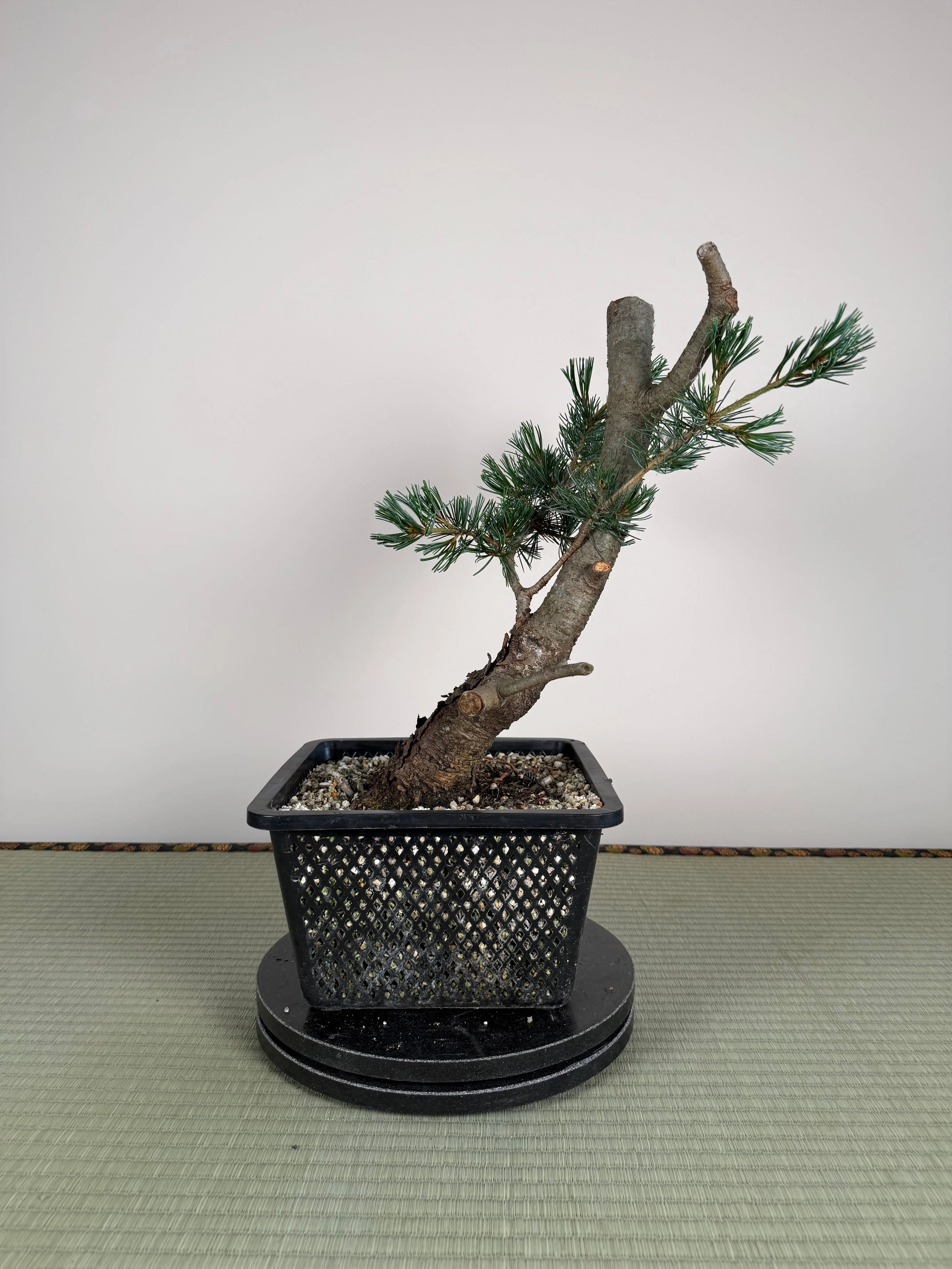 Pinus parviflora 'Kokonoe' Canada Bonsai