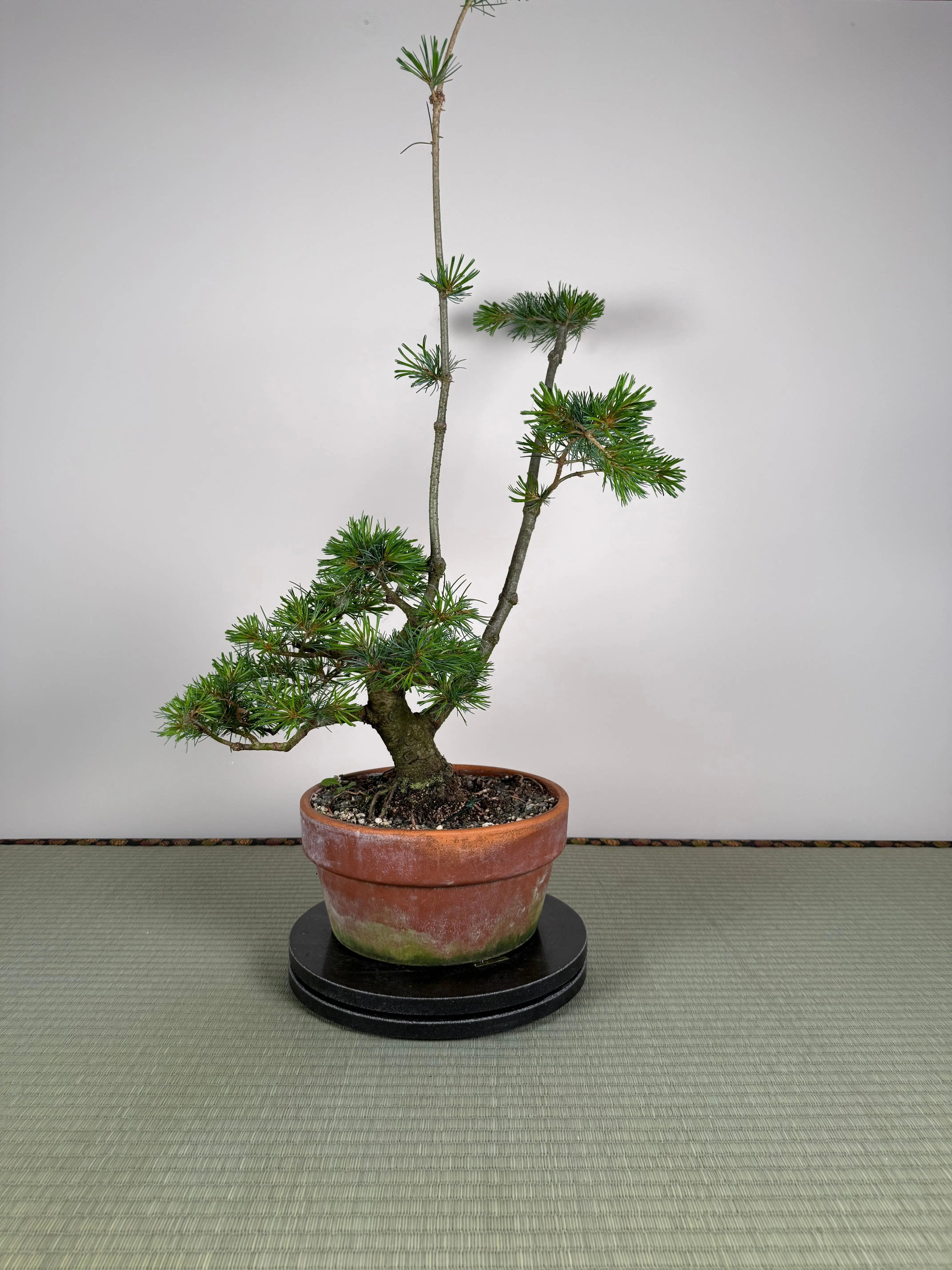 Pinus parviflora Canada Bonsai