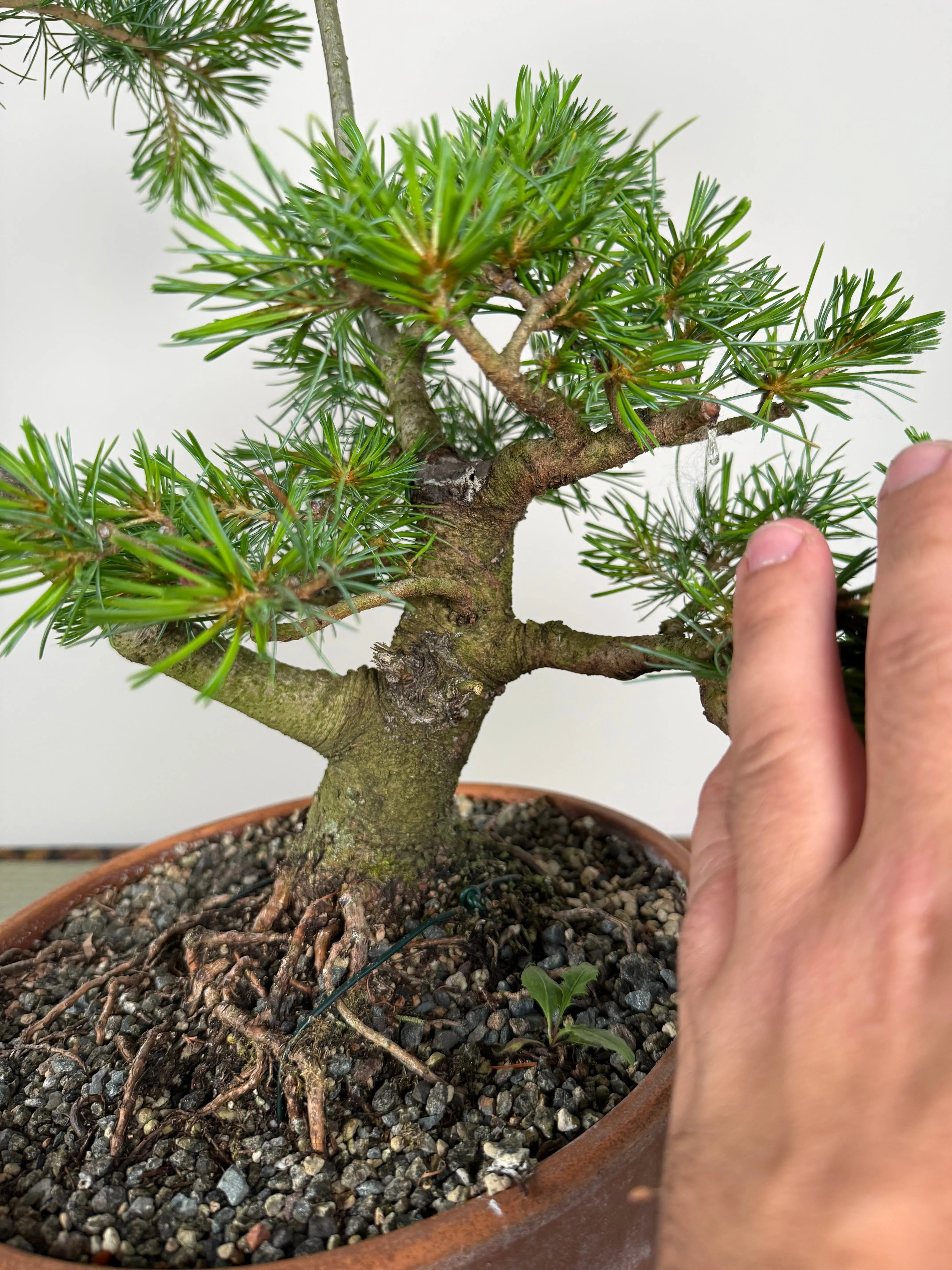 Pinus parviflora Canada Bonsai