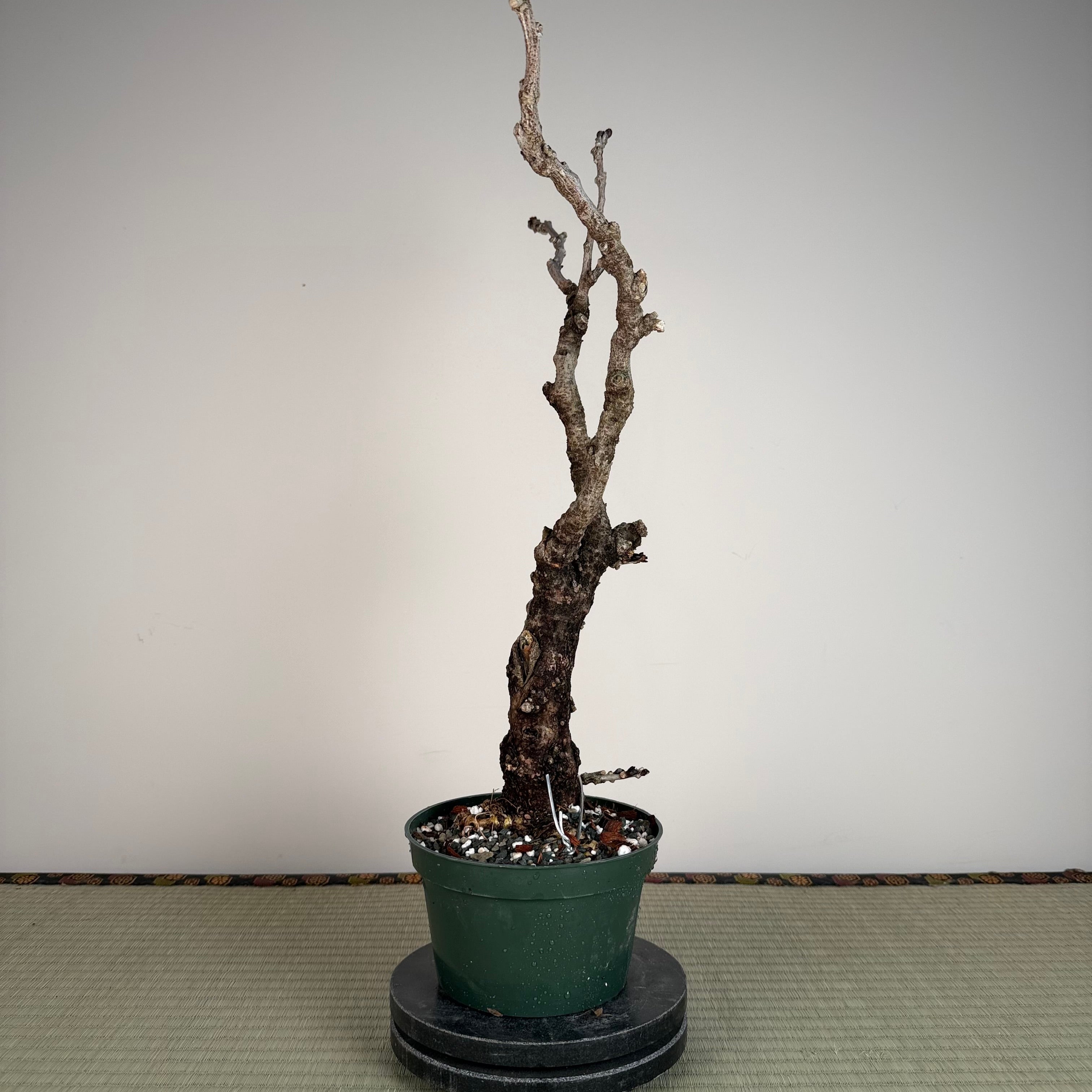 Glycine floribunda