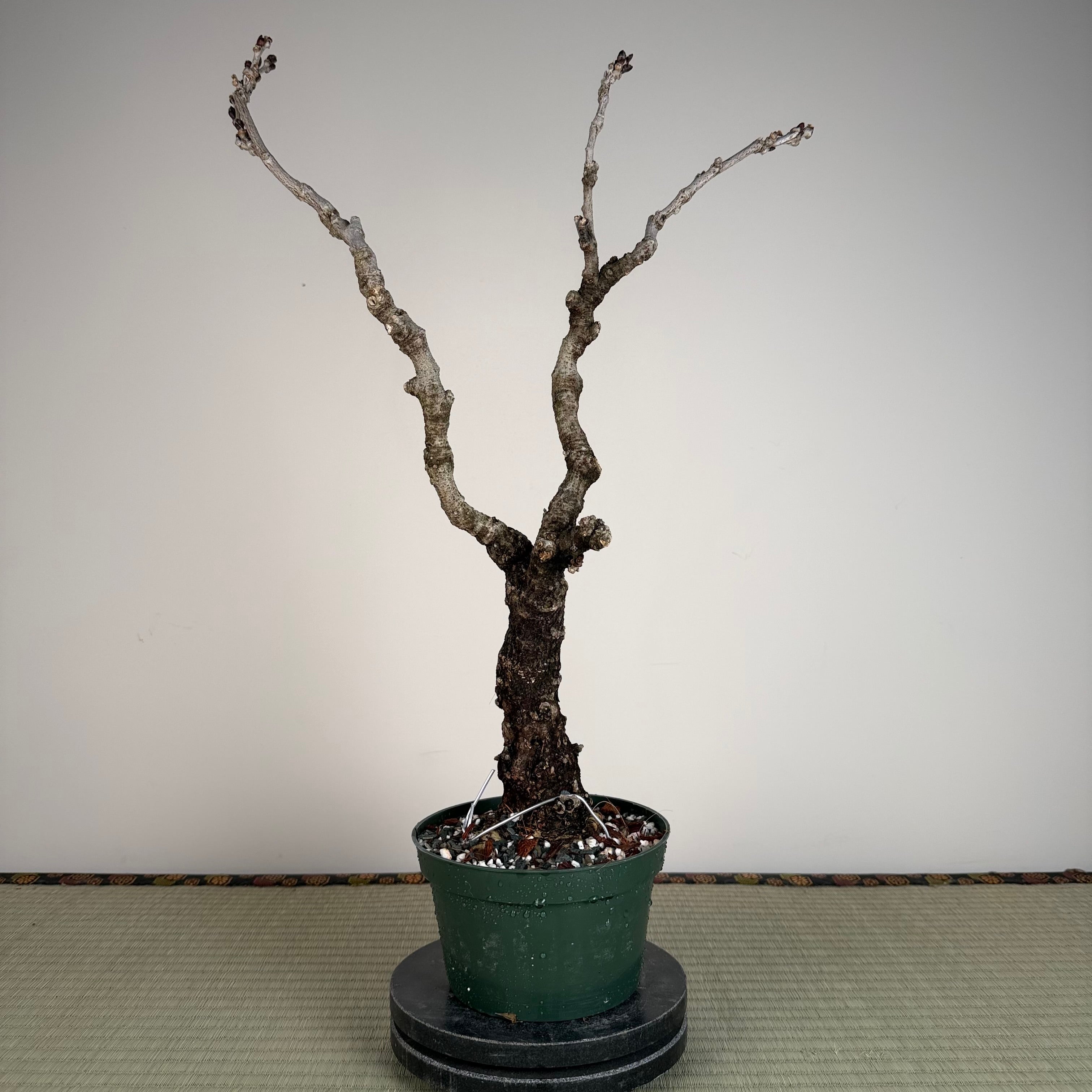 Glycine floribunda