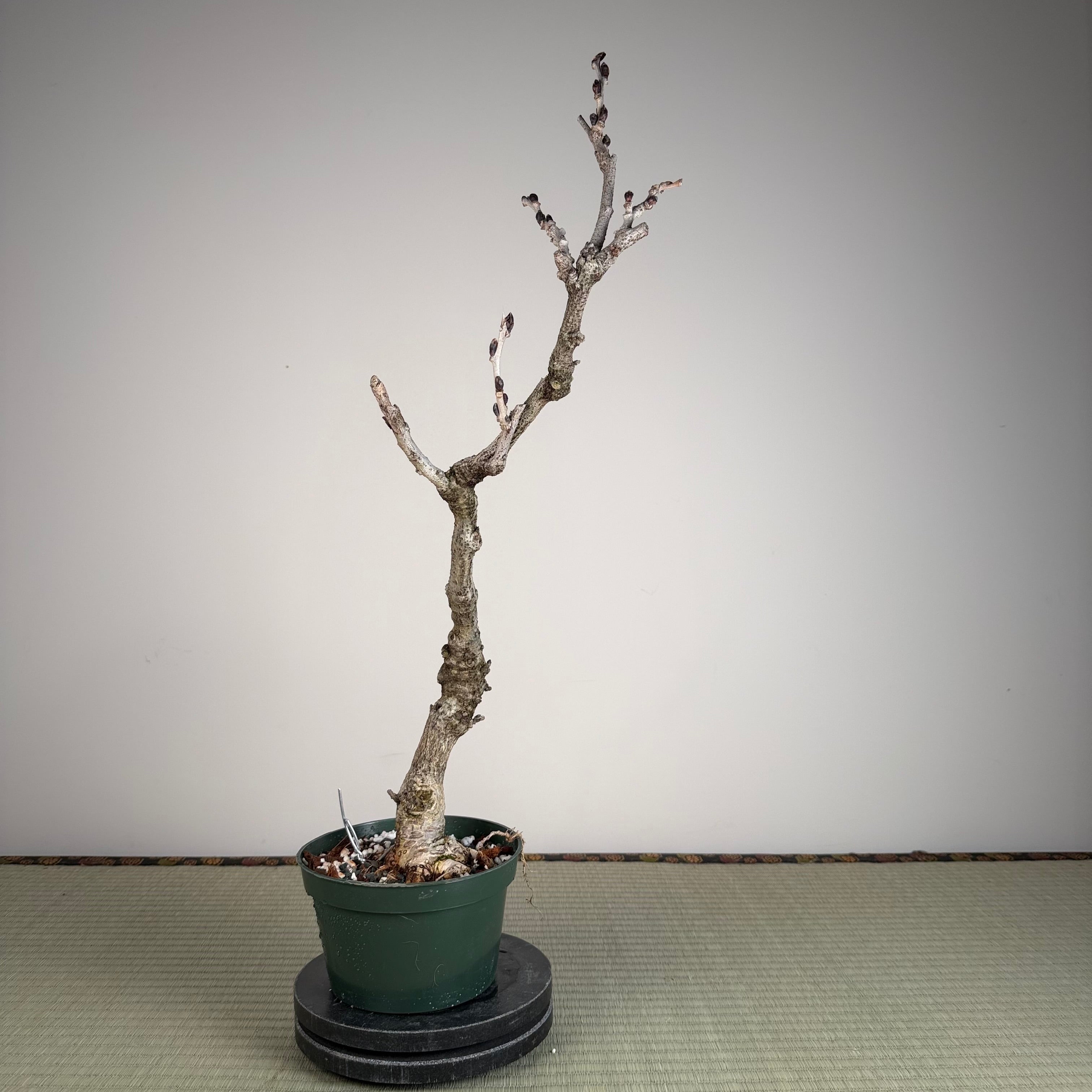 Glycine floribunda
