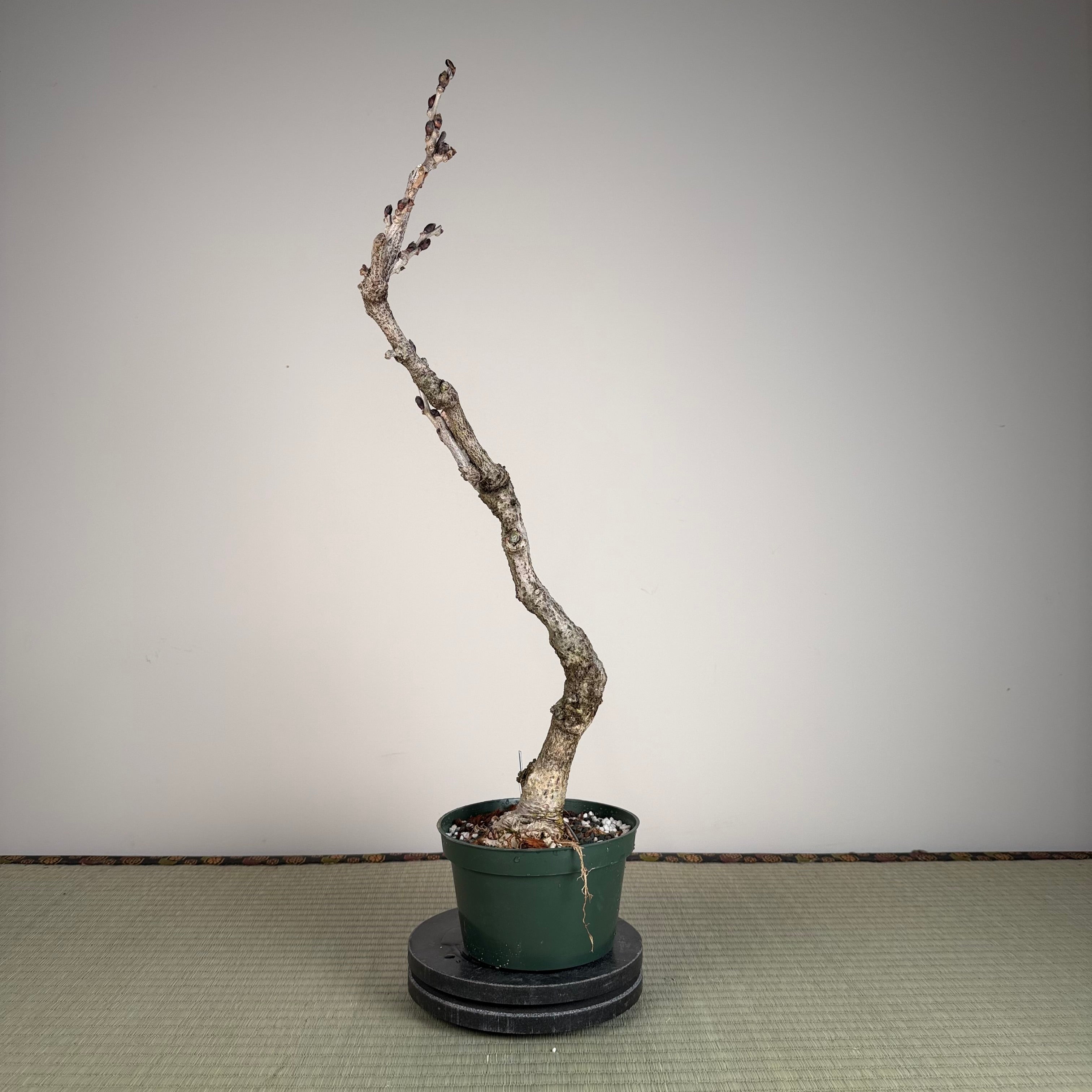 Glycine floribunda