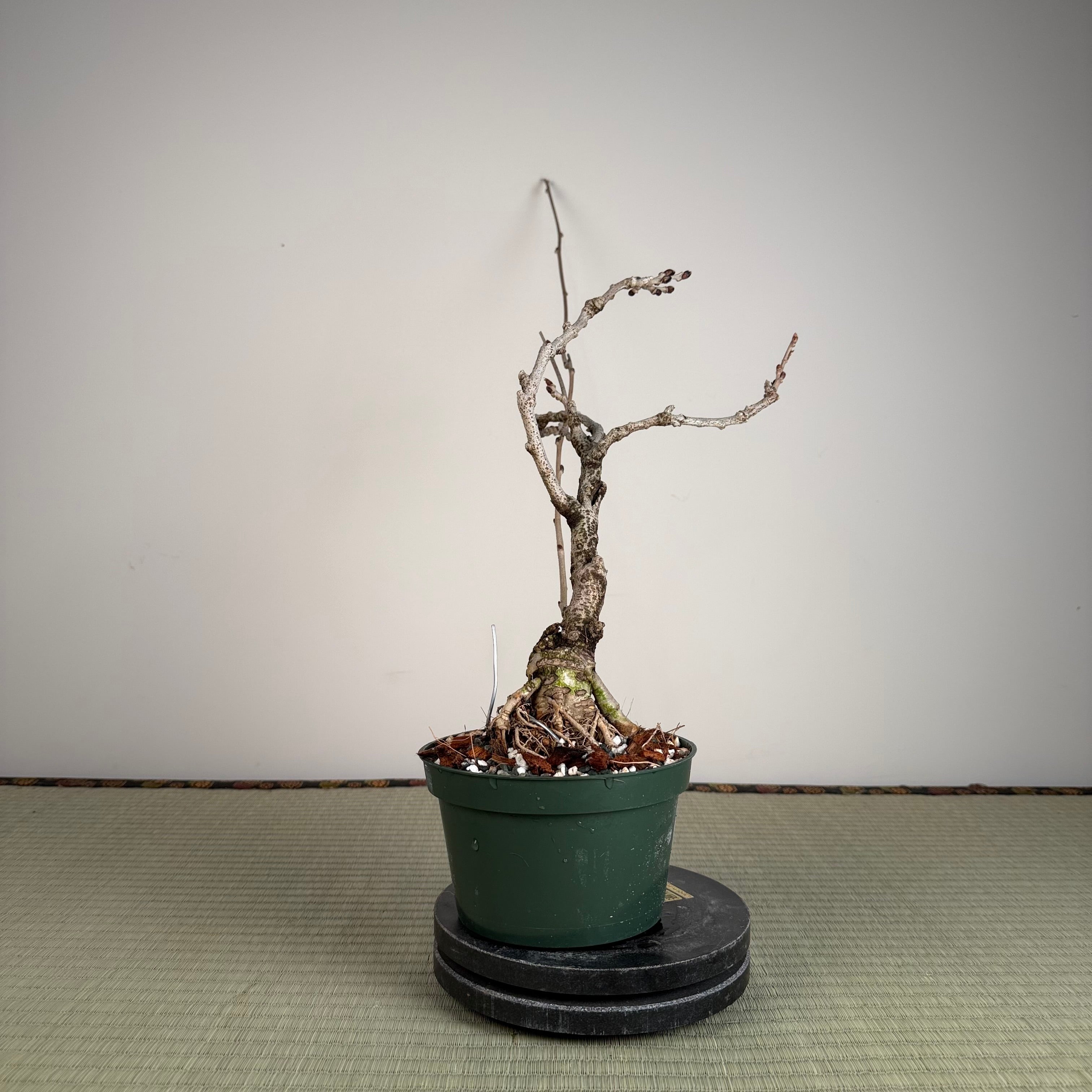 Glycine floribunda
