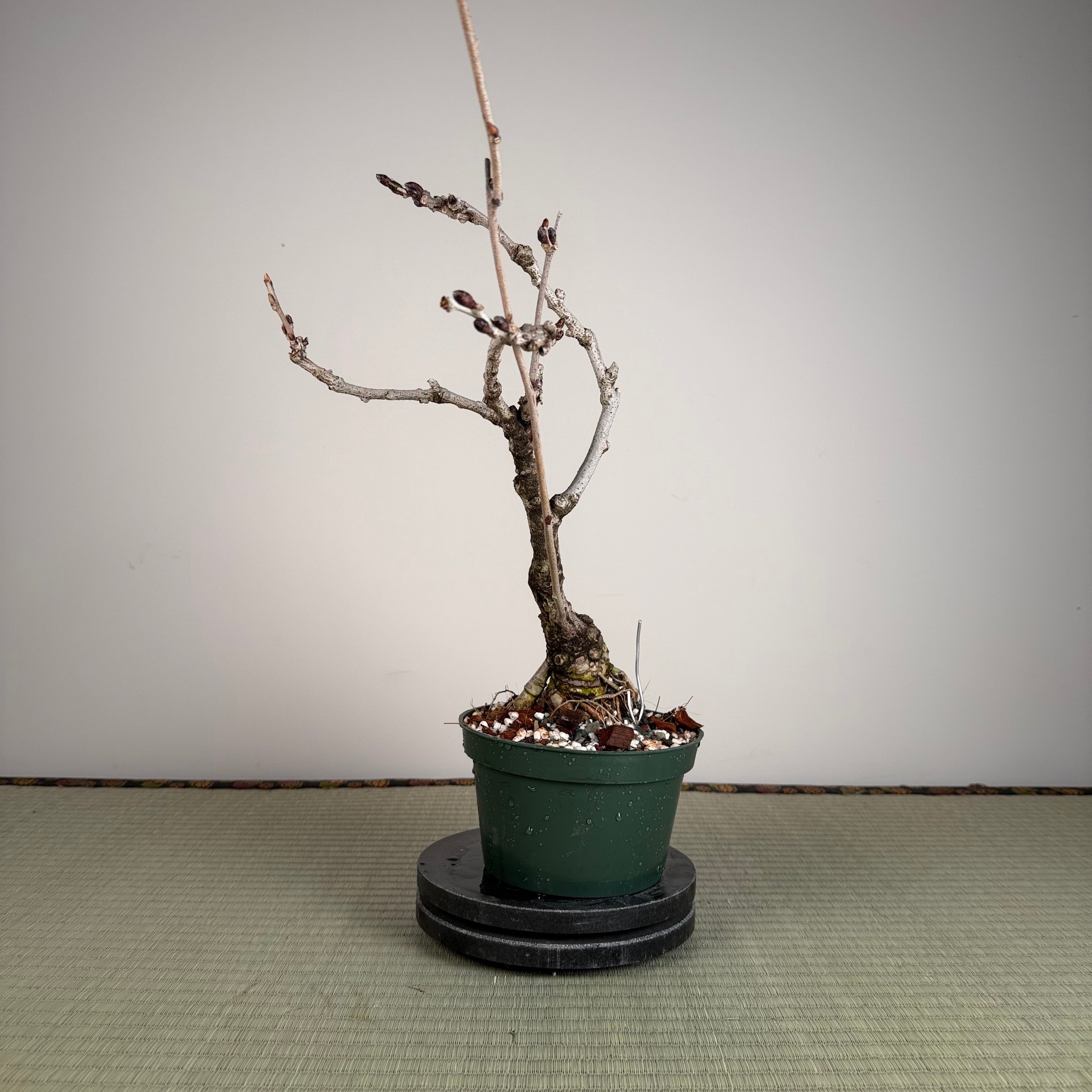 Glycine floribunda