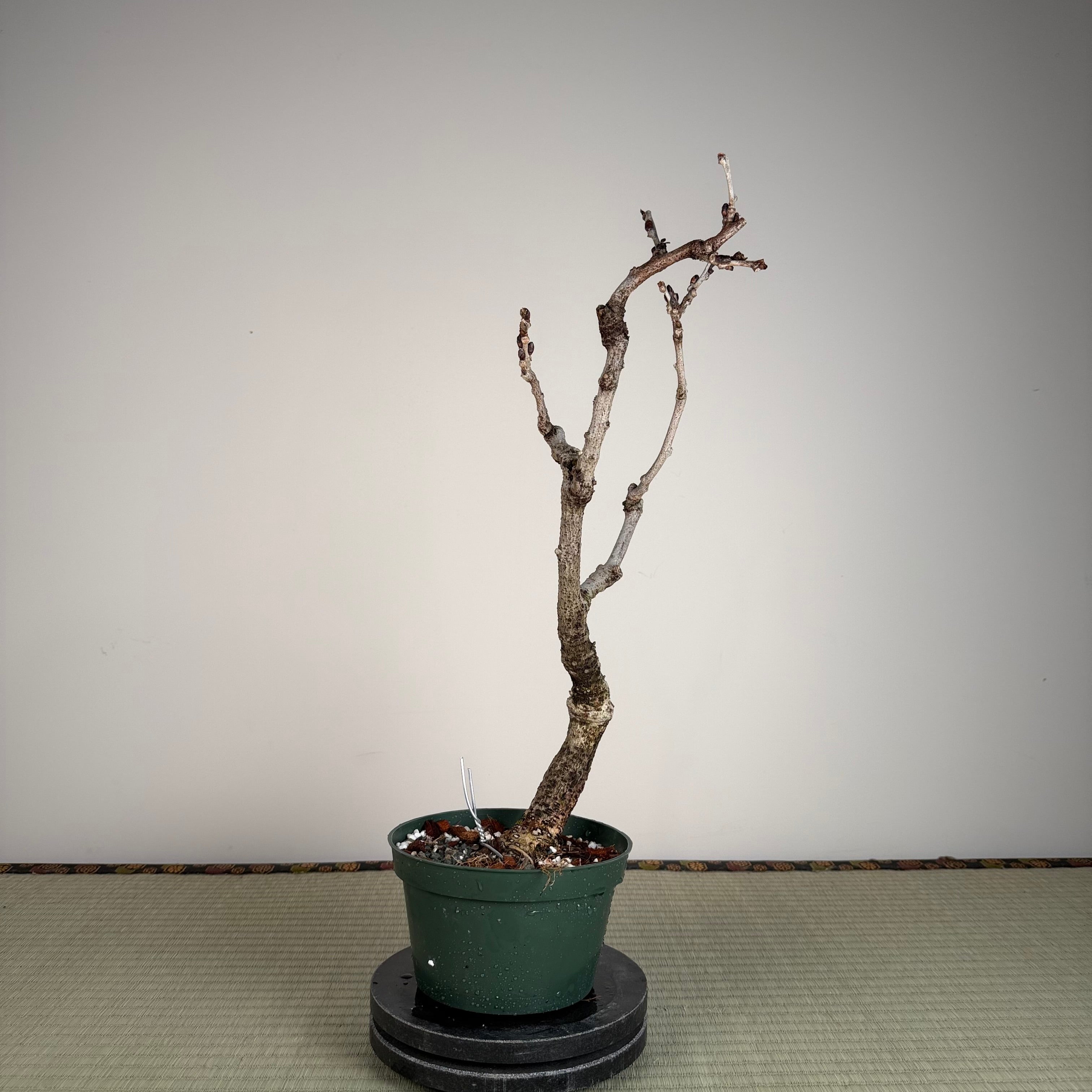Glycine floribunda
