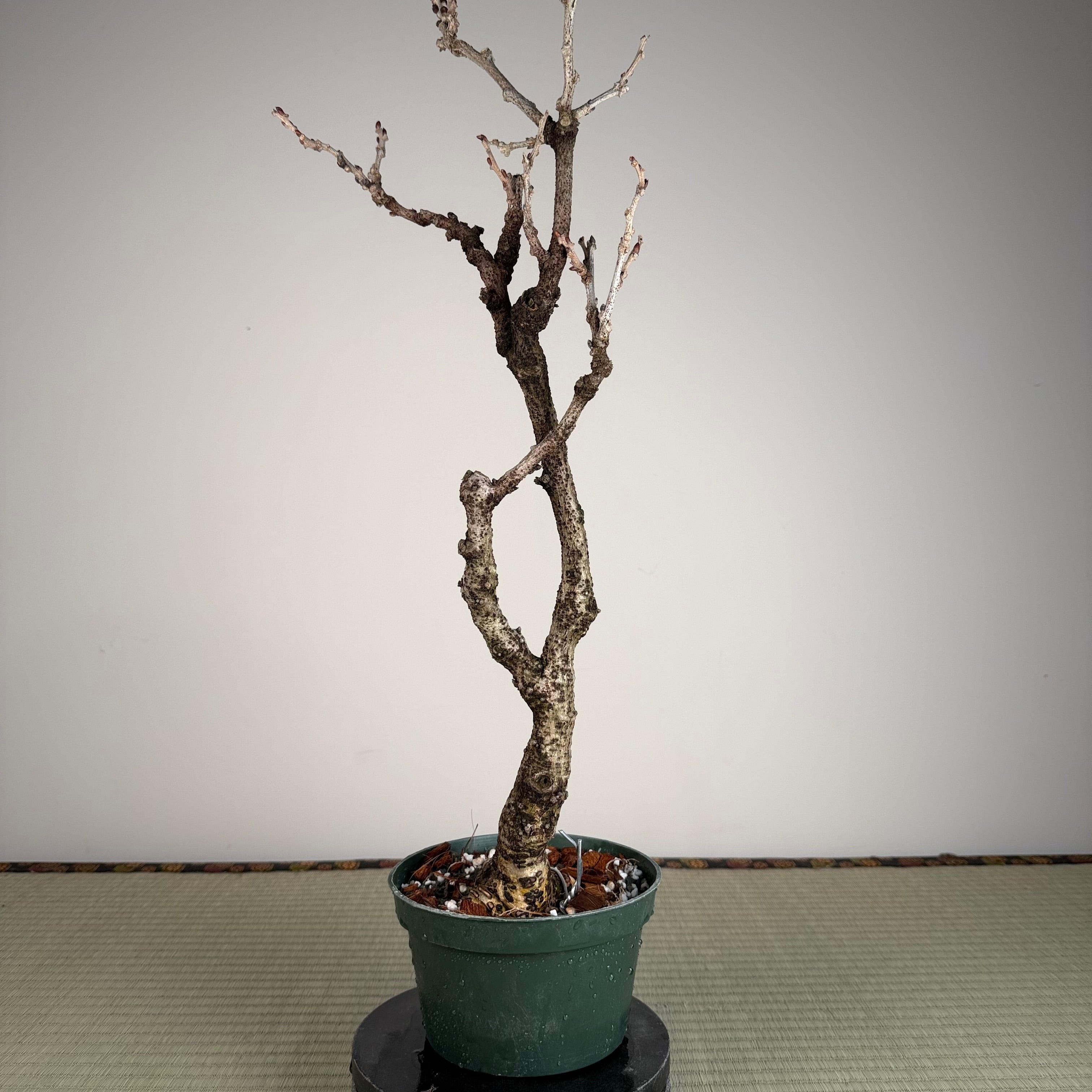 Glycine floribunda