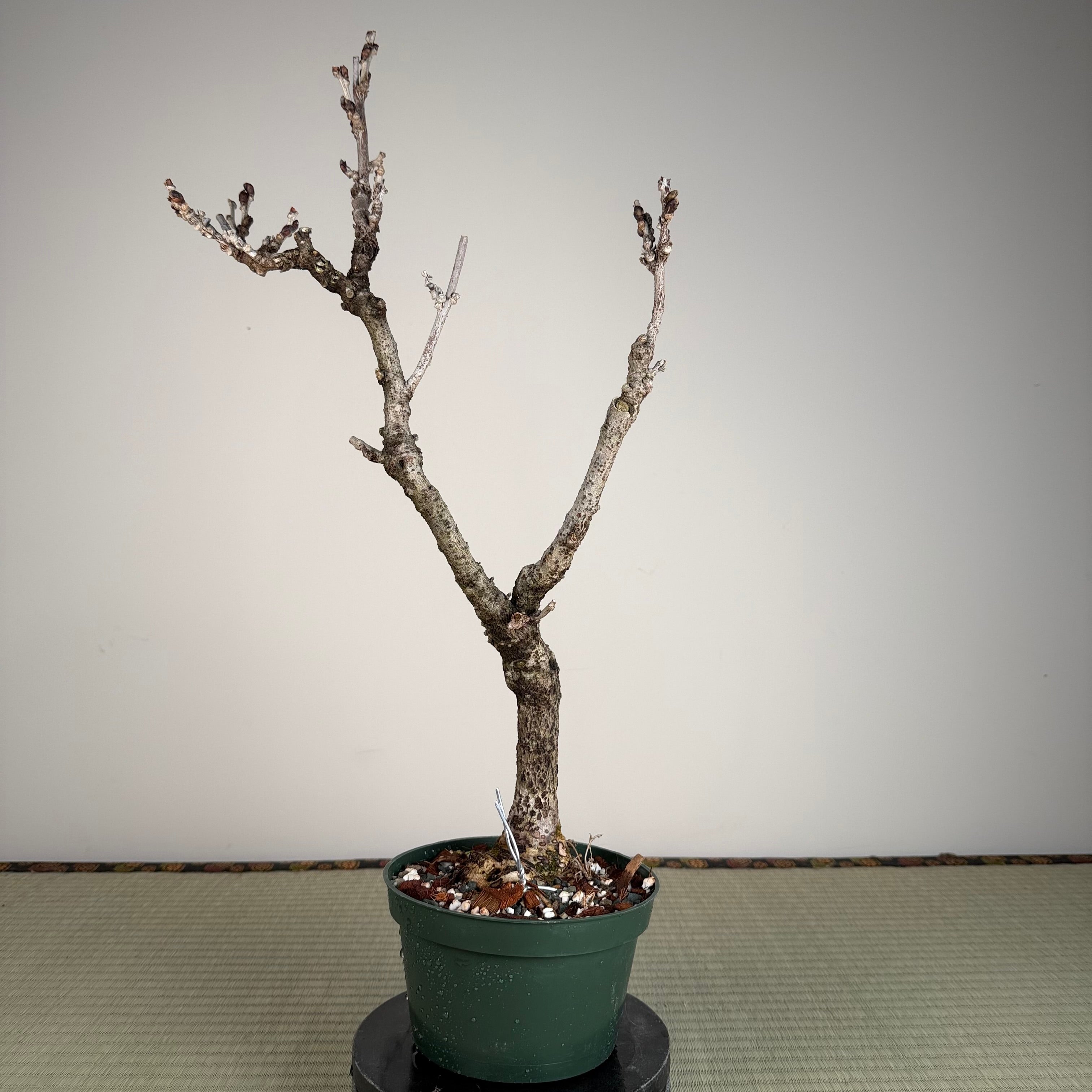 Wisteria floribunda
