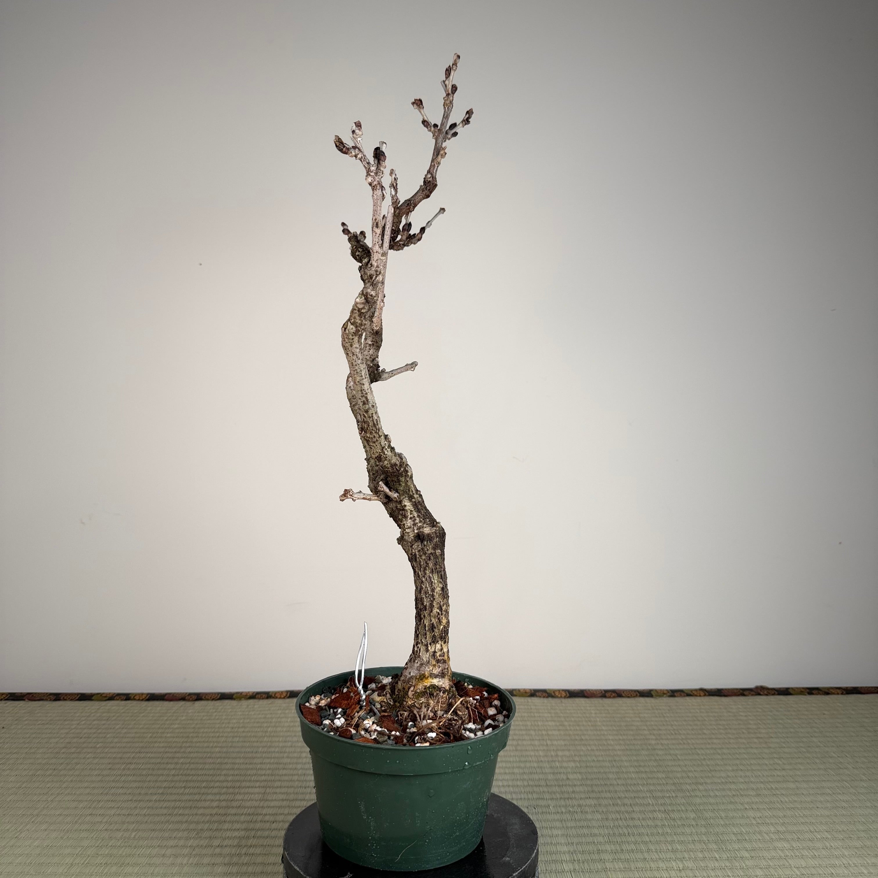 Wisteria floribunda