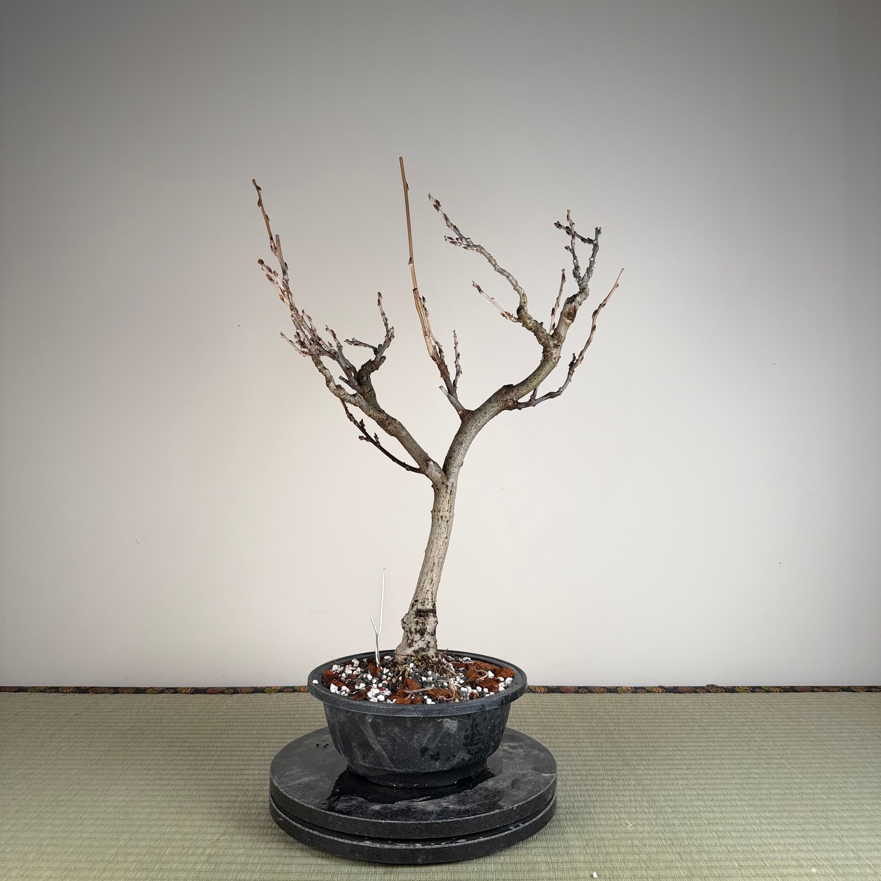 Glycine floribunda (blanche)