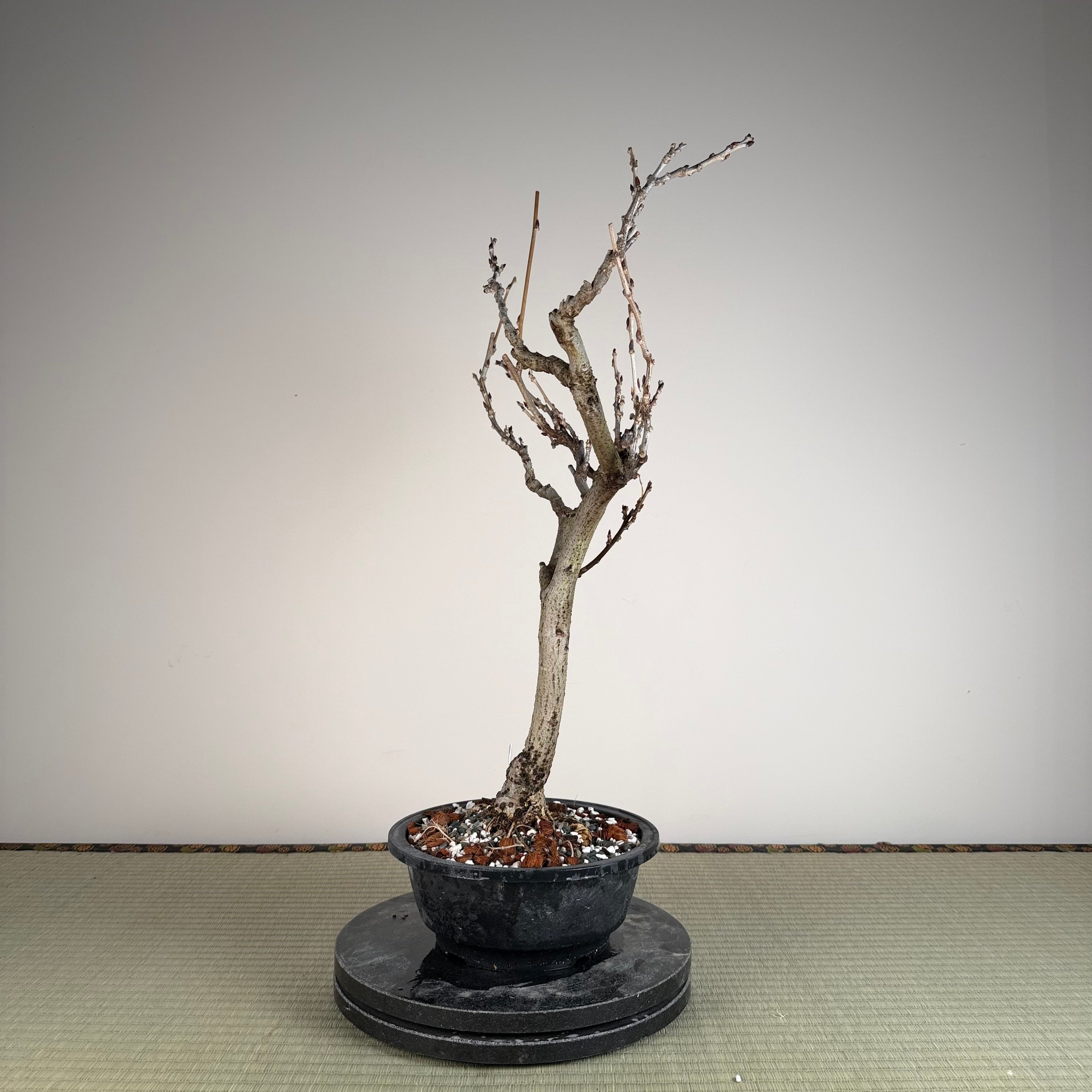 Glycine floribunda (blanche)