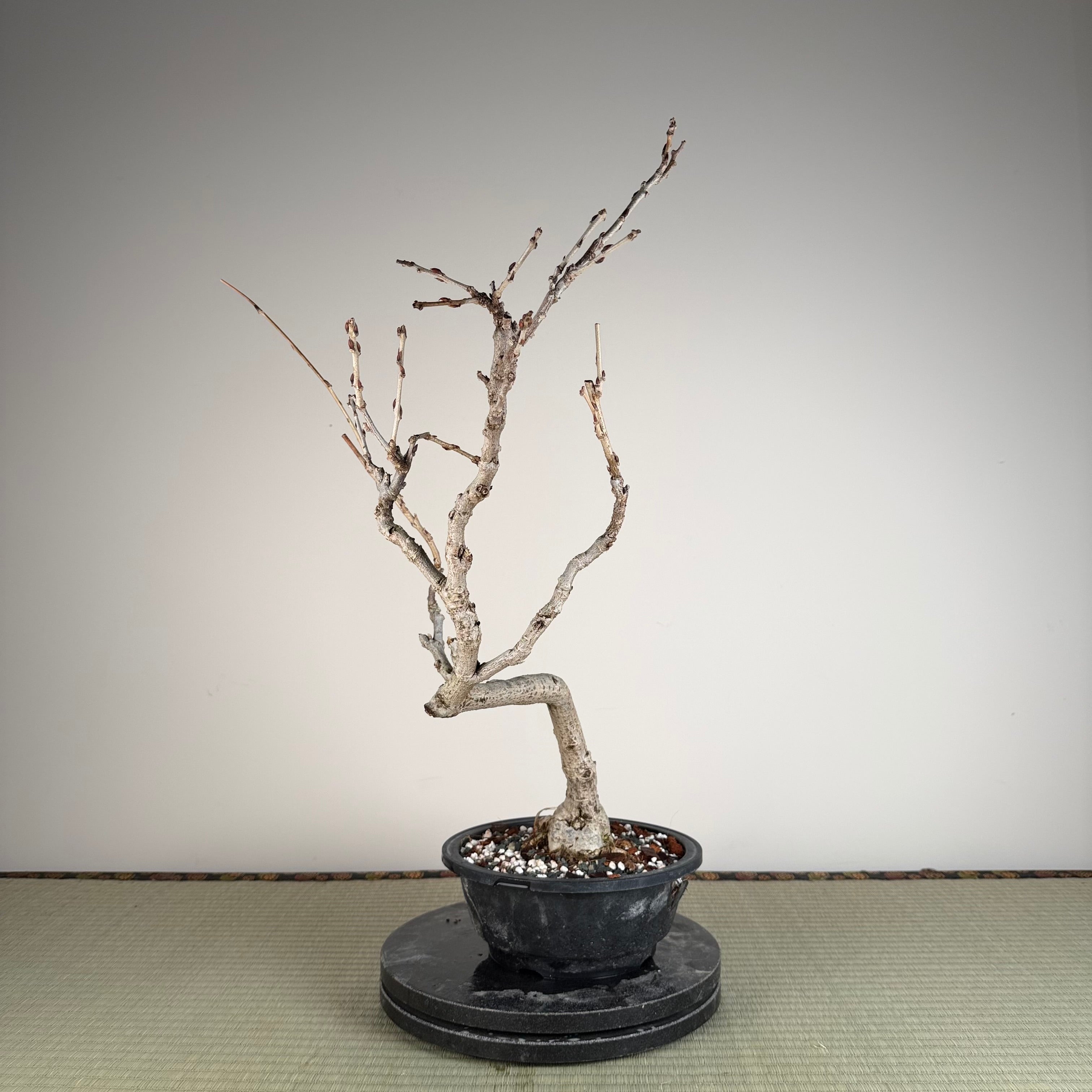 Glycine floribunda (blanche)