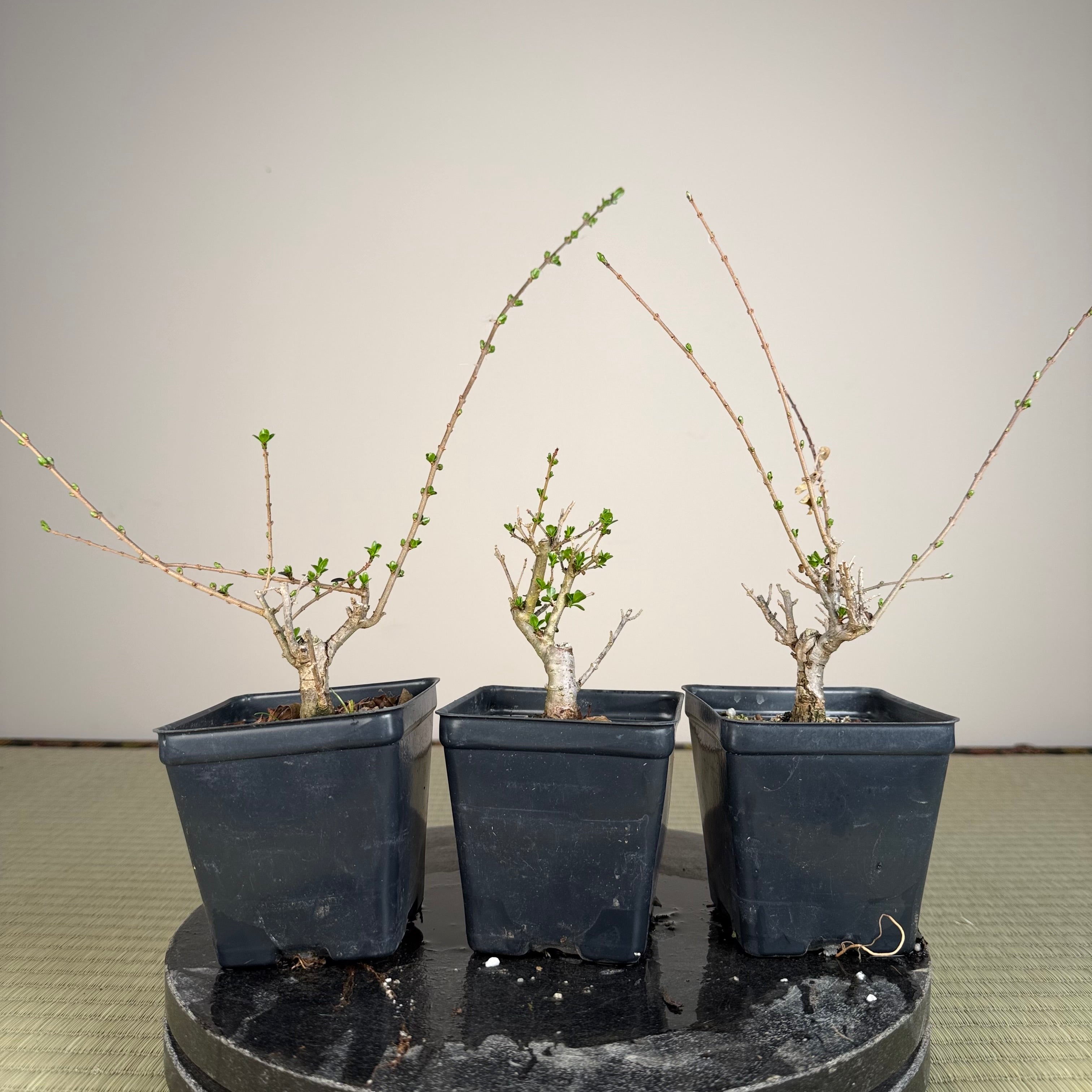 Ligustrum Arakawa *Voir note*