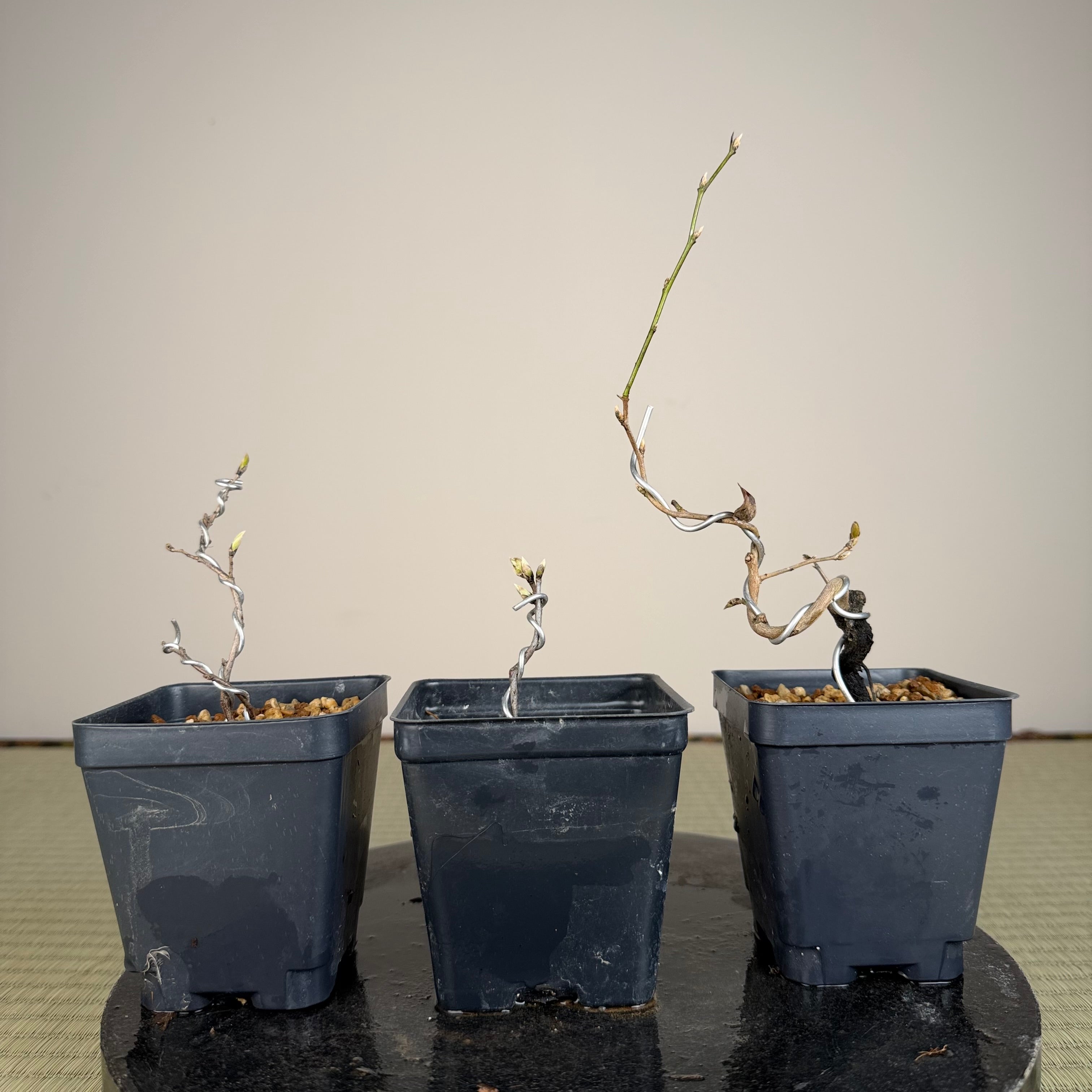 Diospyros rhombifolia (root cutting) 'Kokuhou'