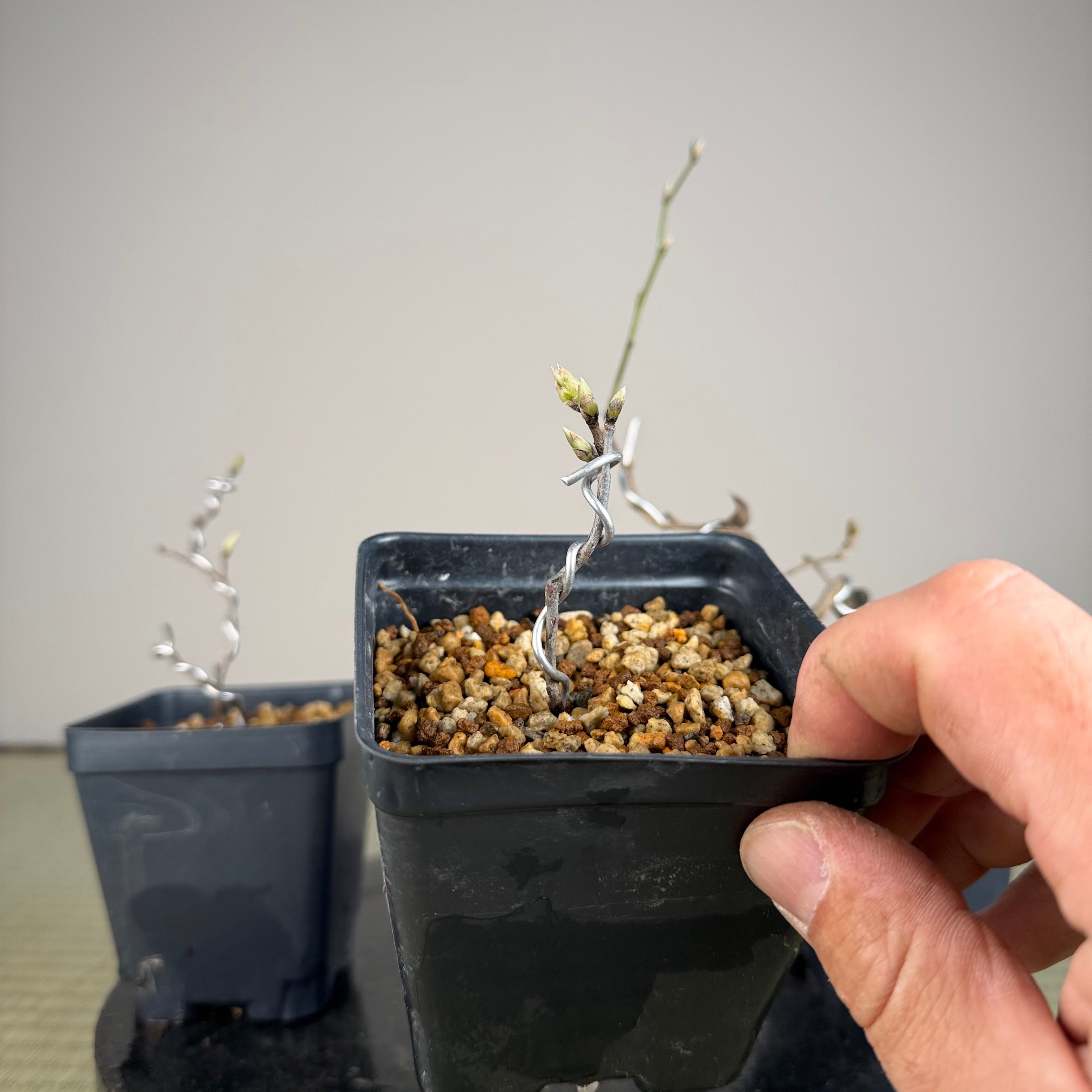 Diospyros rhombifolia (root cutting) 'Kokuhou'