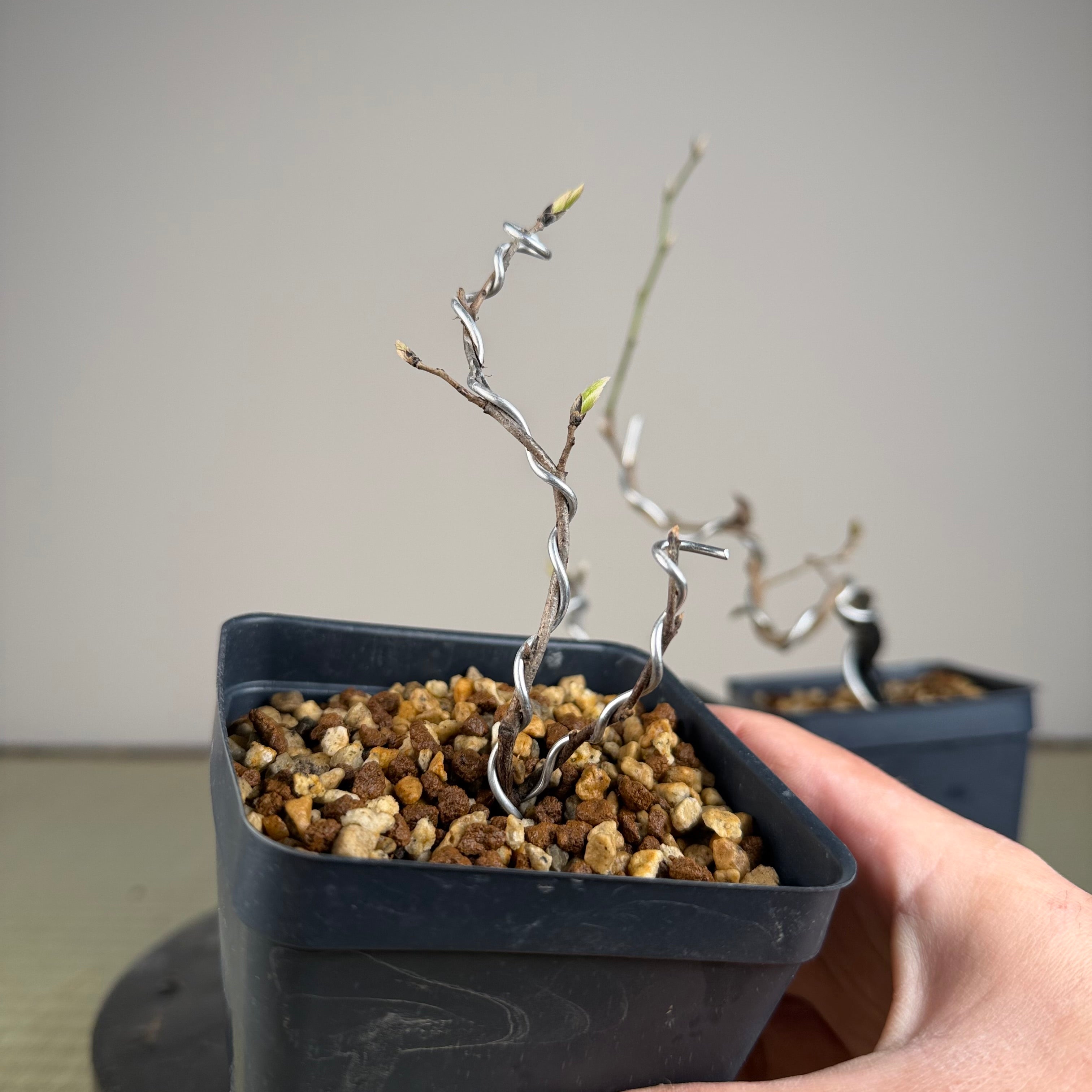 Diospyros rhombifolia (root cutting) 'Kokuhou'