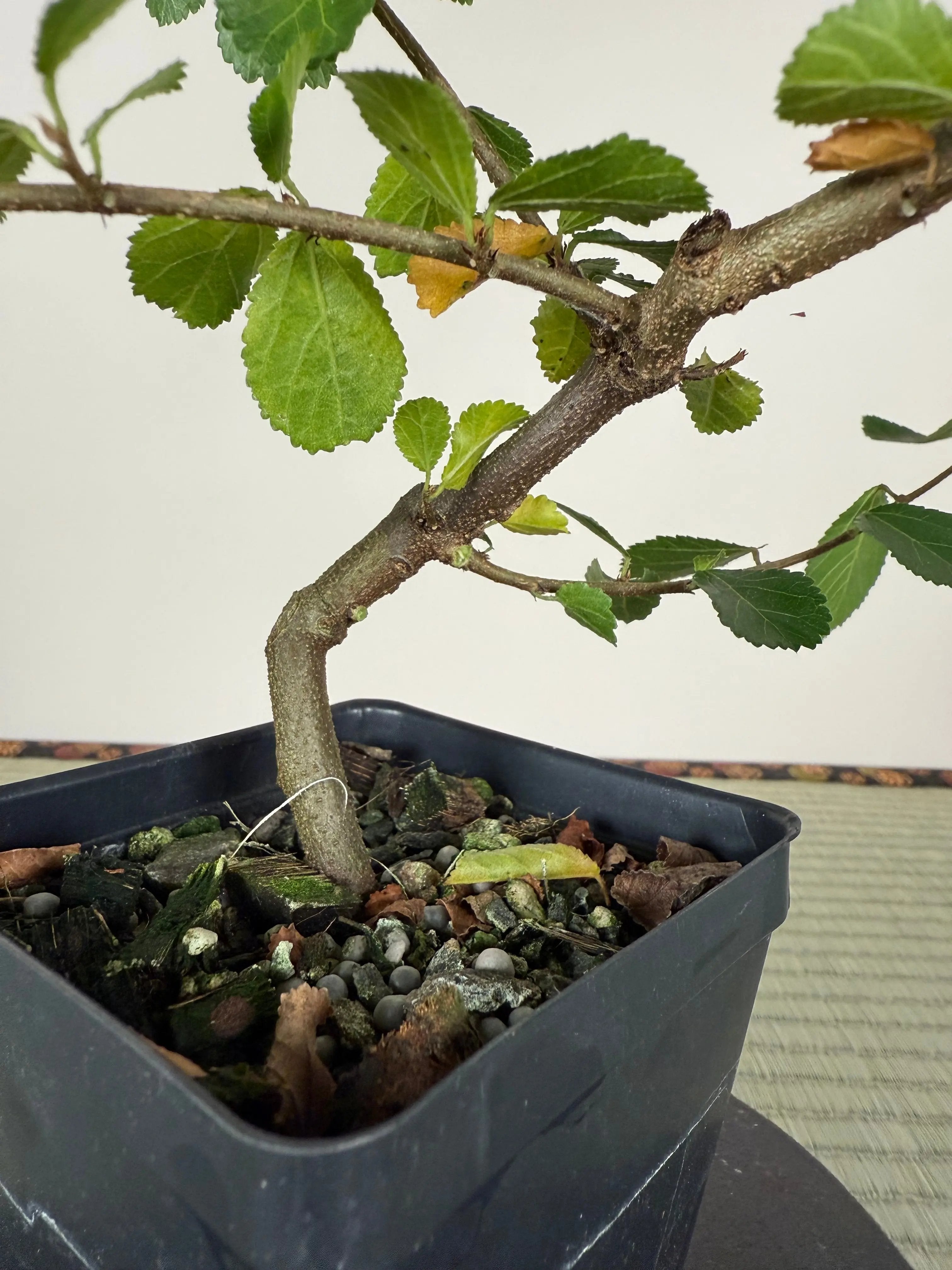 CROSSBERRY Canada Bonsai