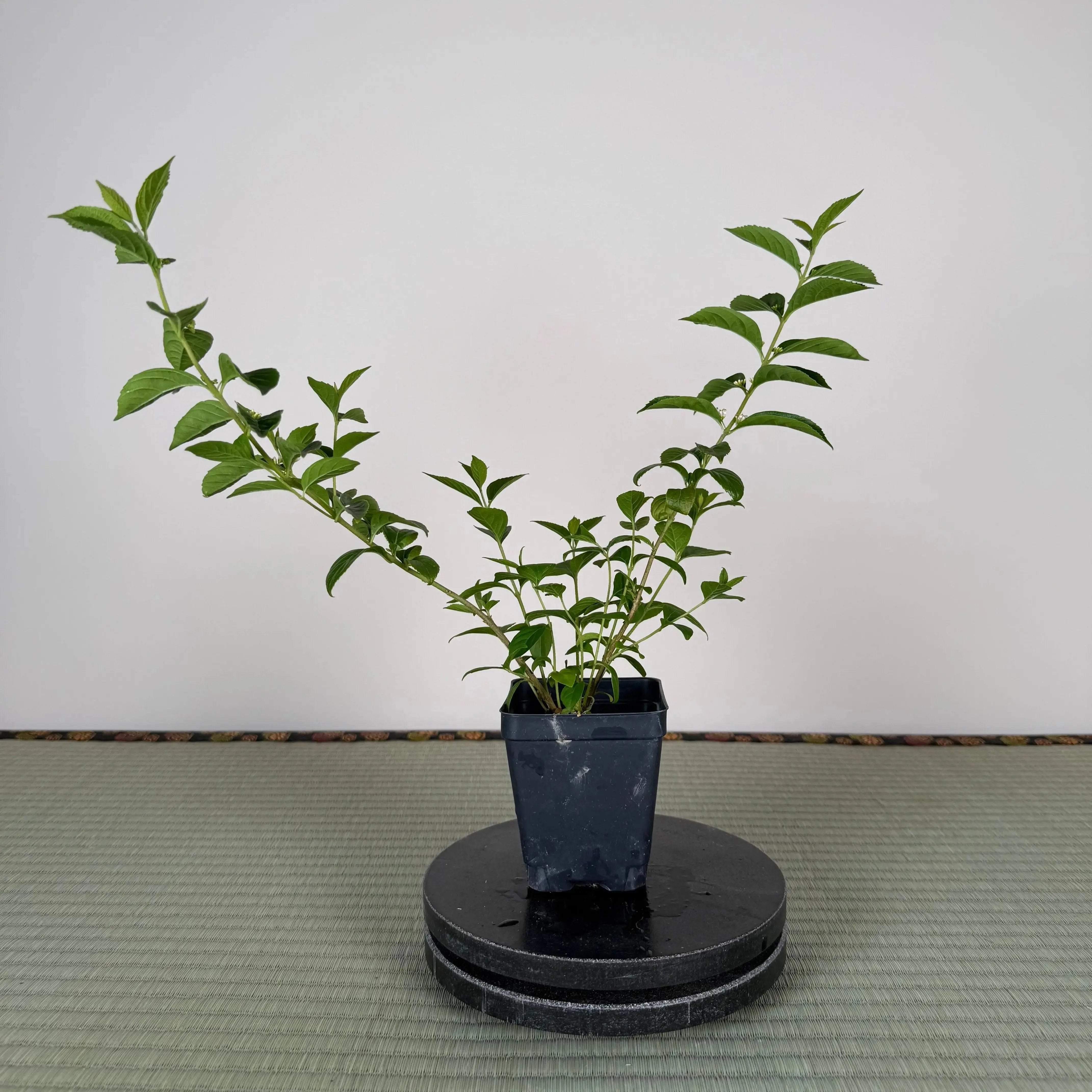 Base Kit with Outdoor Bonsai Canada Bonsai