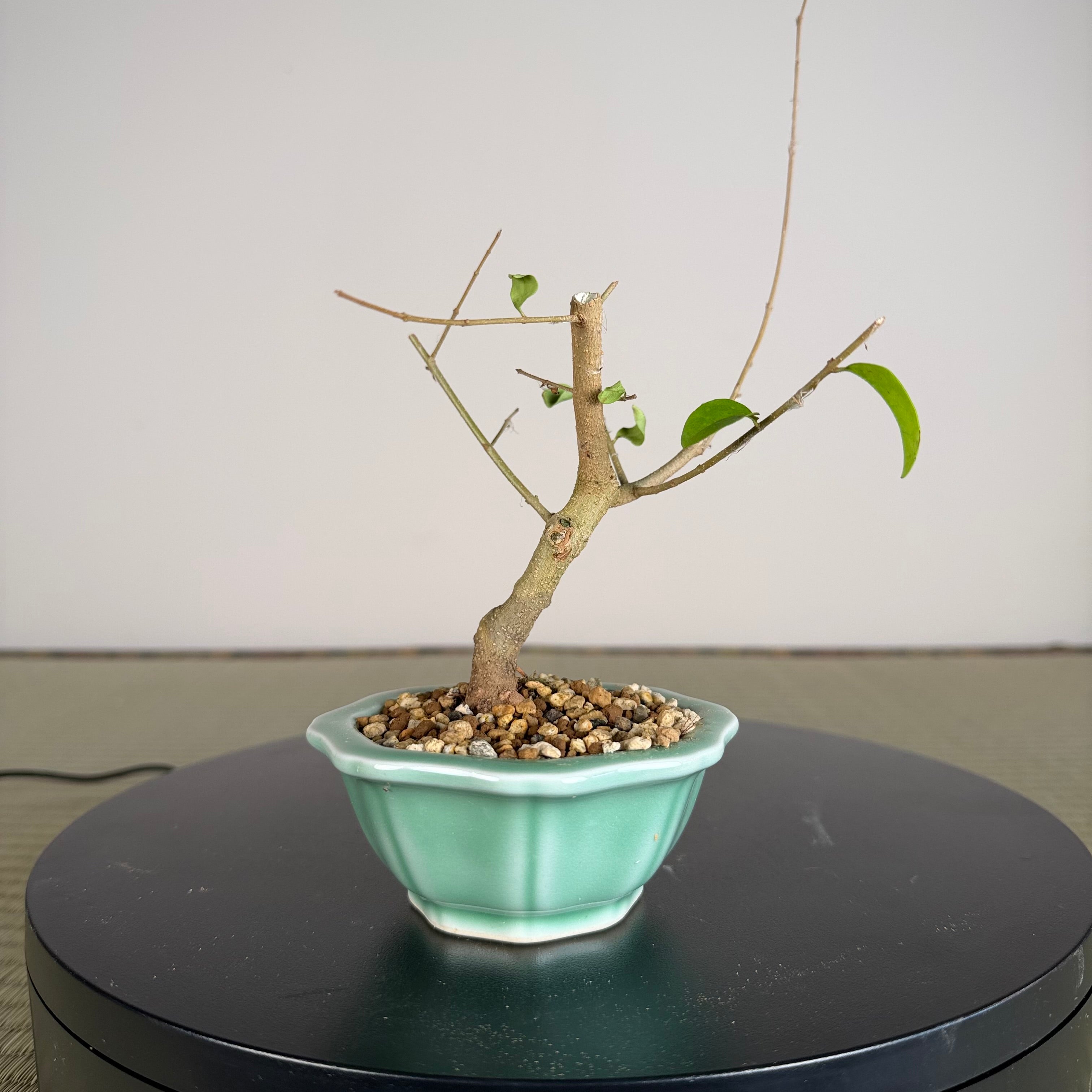 Chinese Privet