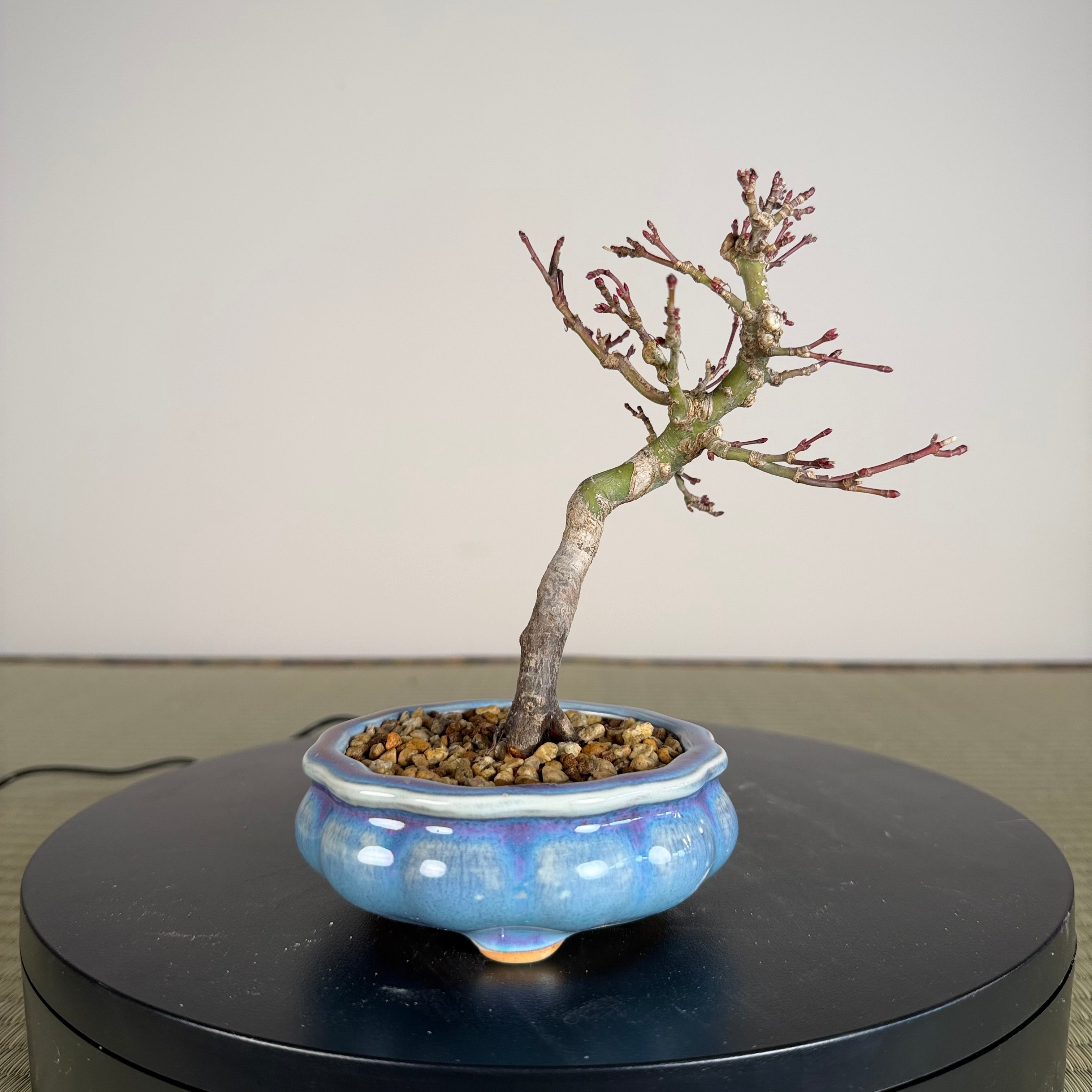 Japanese Maple