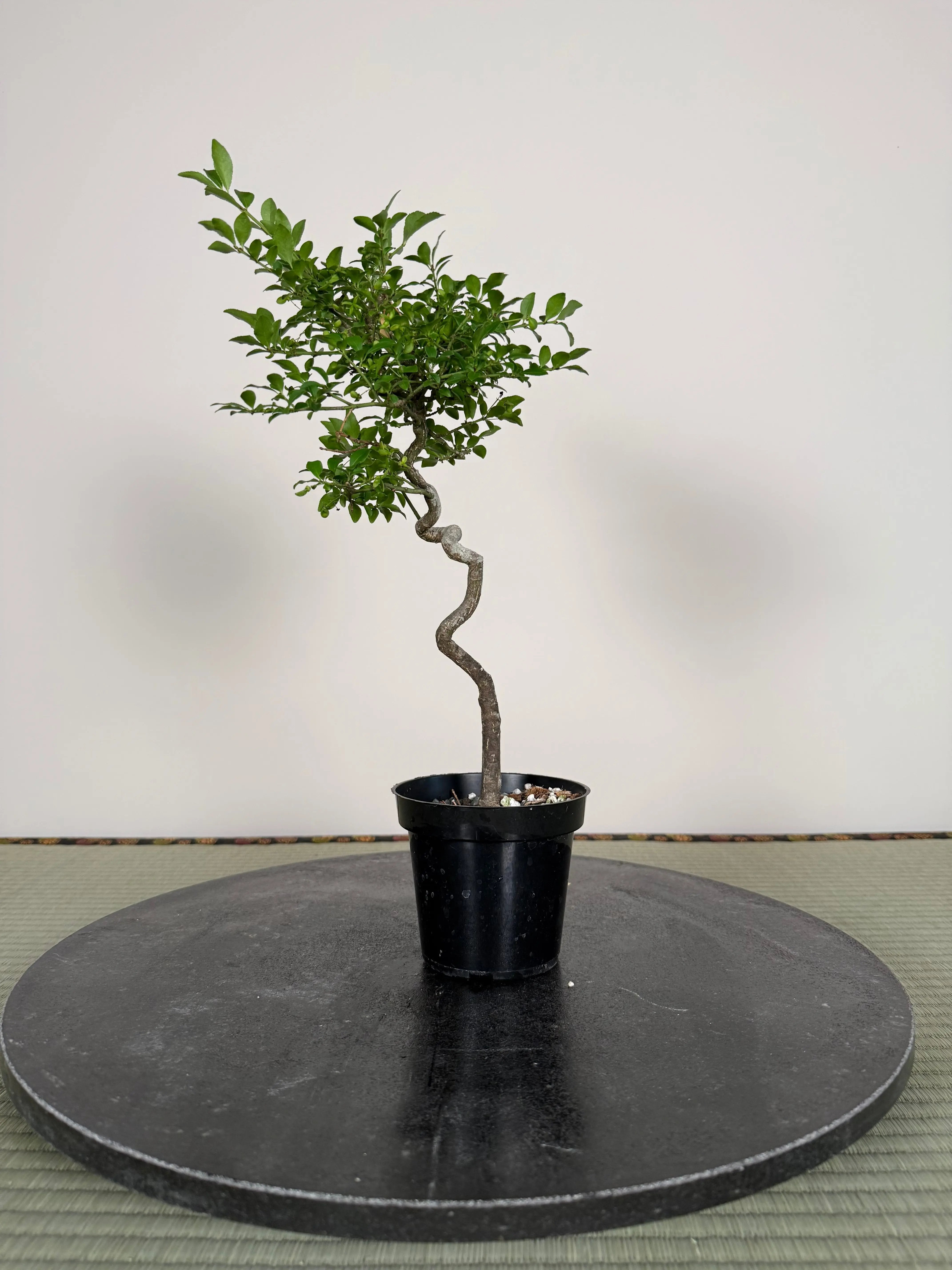 Euonymus Canada Bonsai