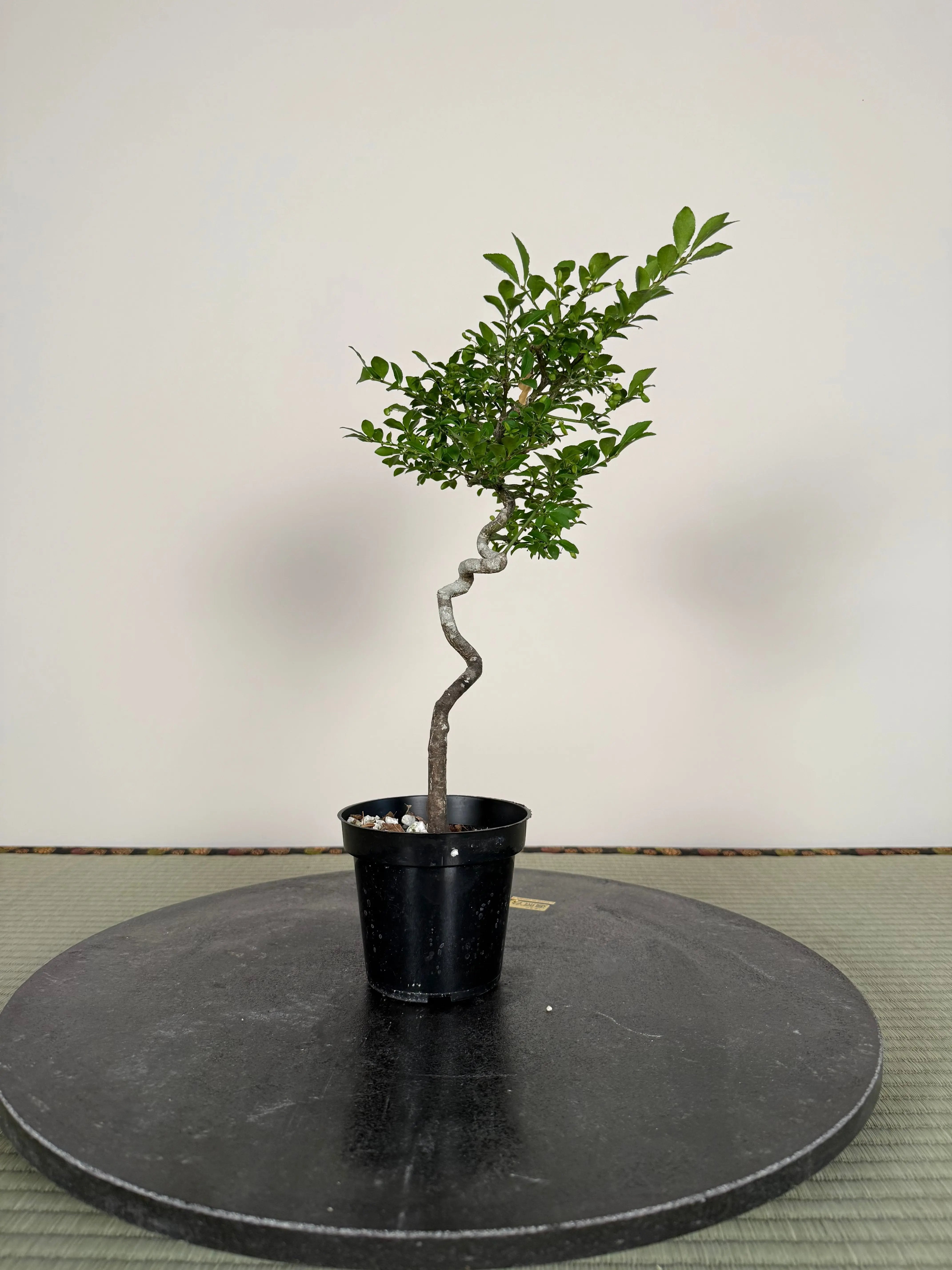 Euonymus Canada Bonsai