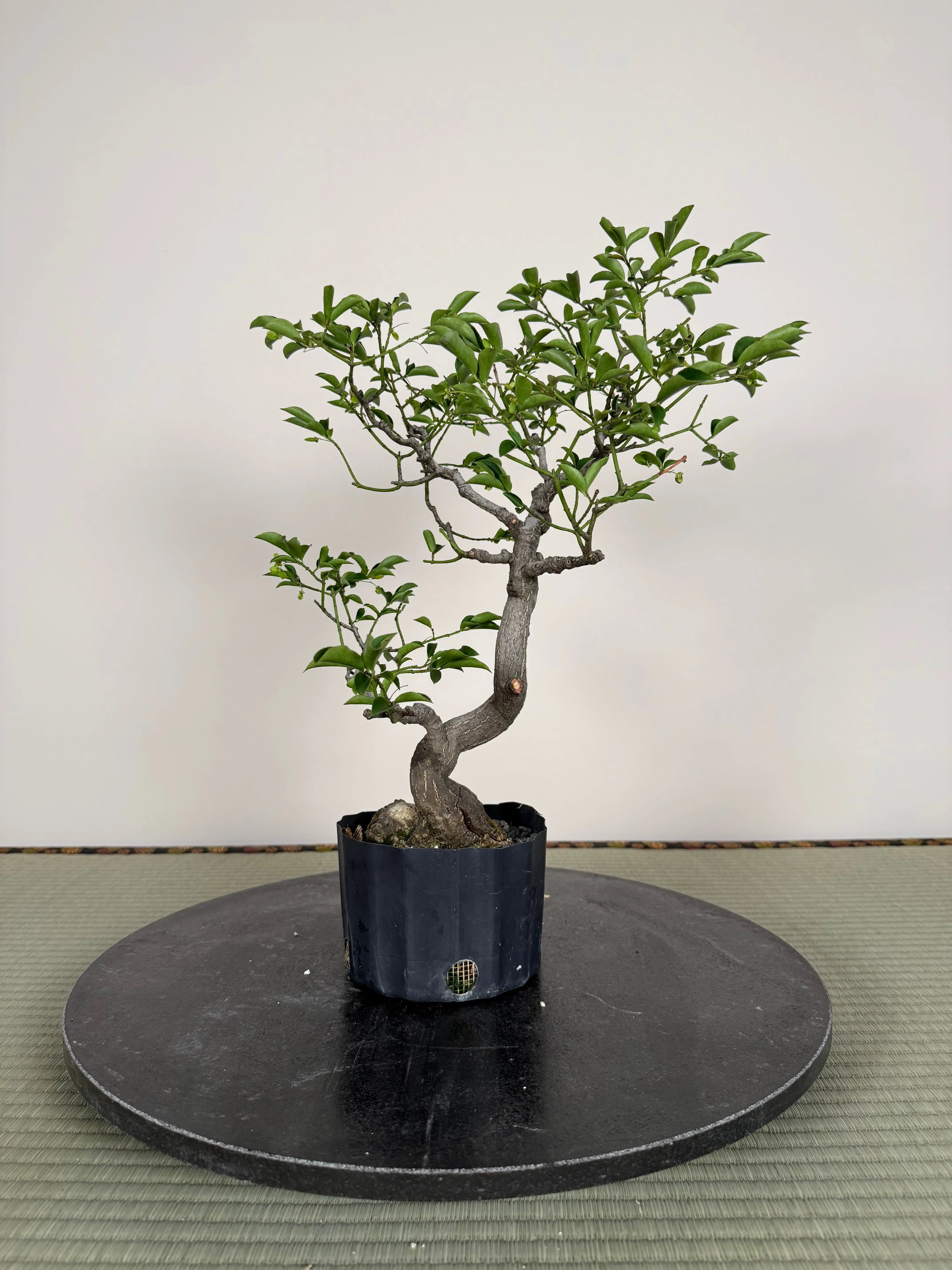 Euonymus Canada Bonsai
