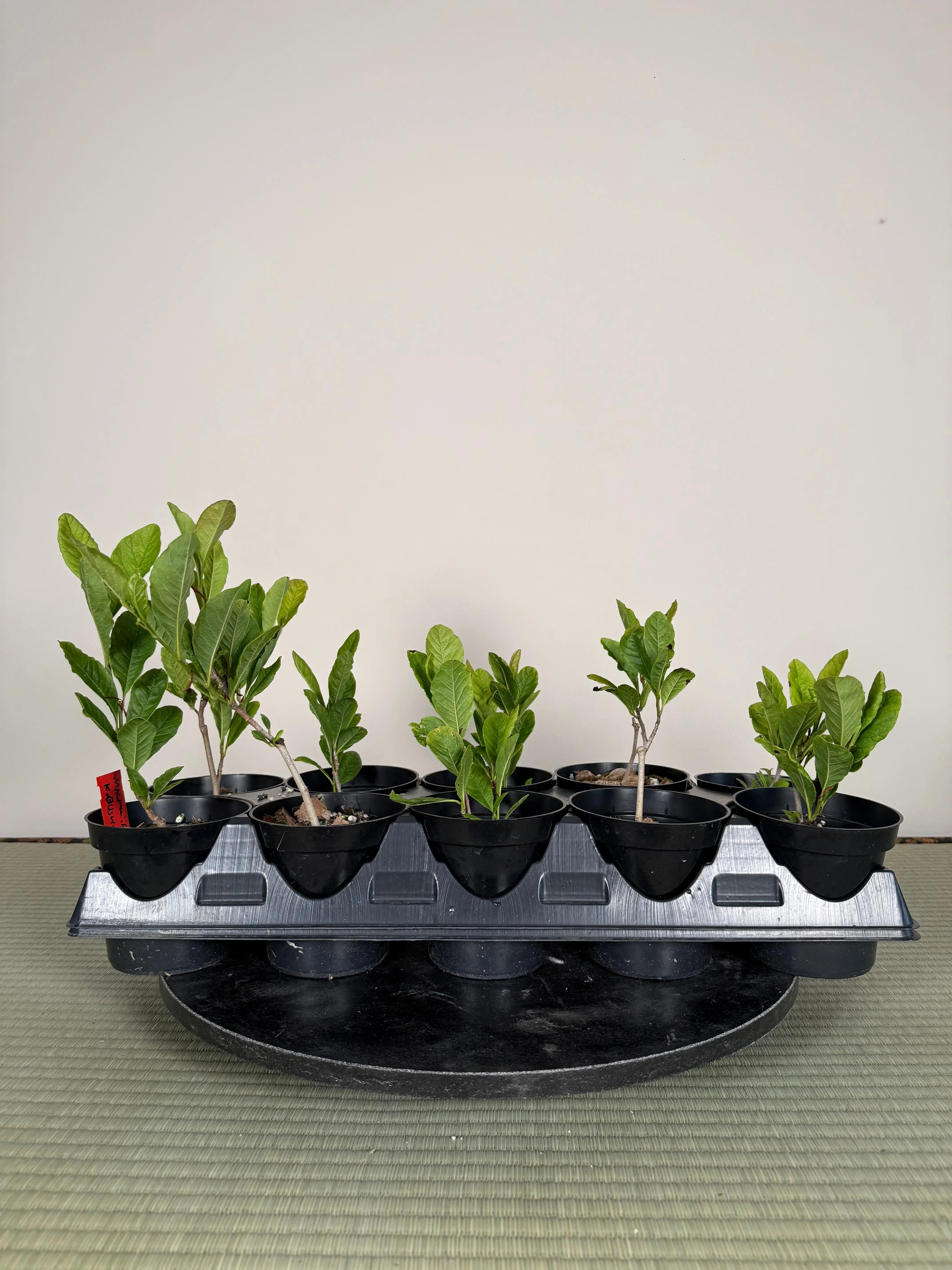 Magnolia kobus (dwarf) Canada Bonsai