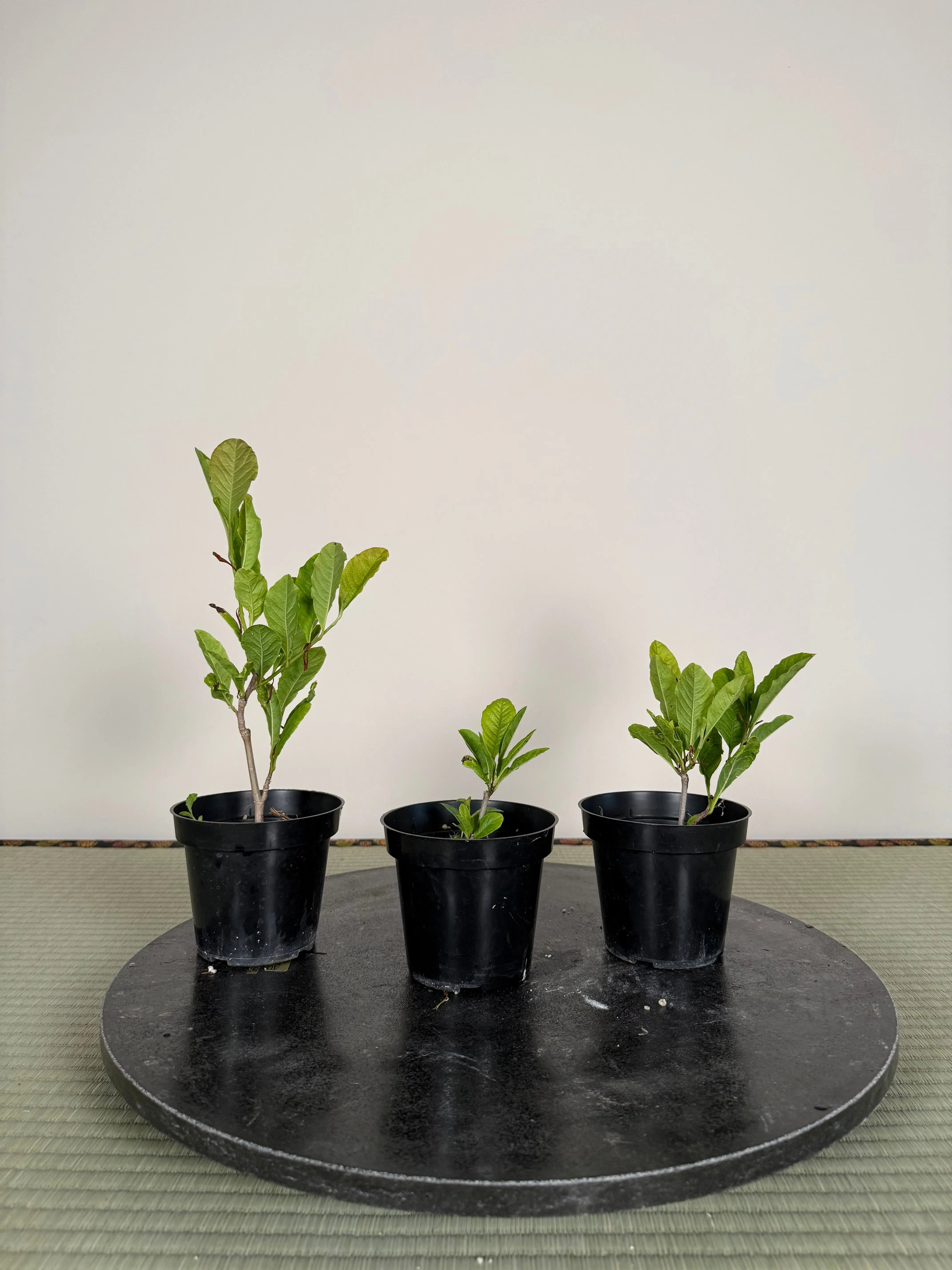 Magnolia kobus (dwarf) Canada Bonsai