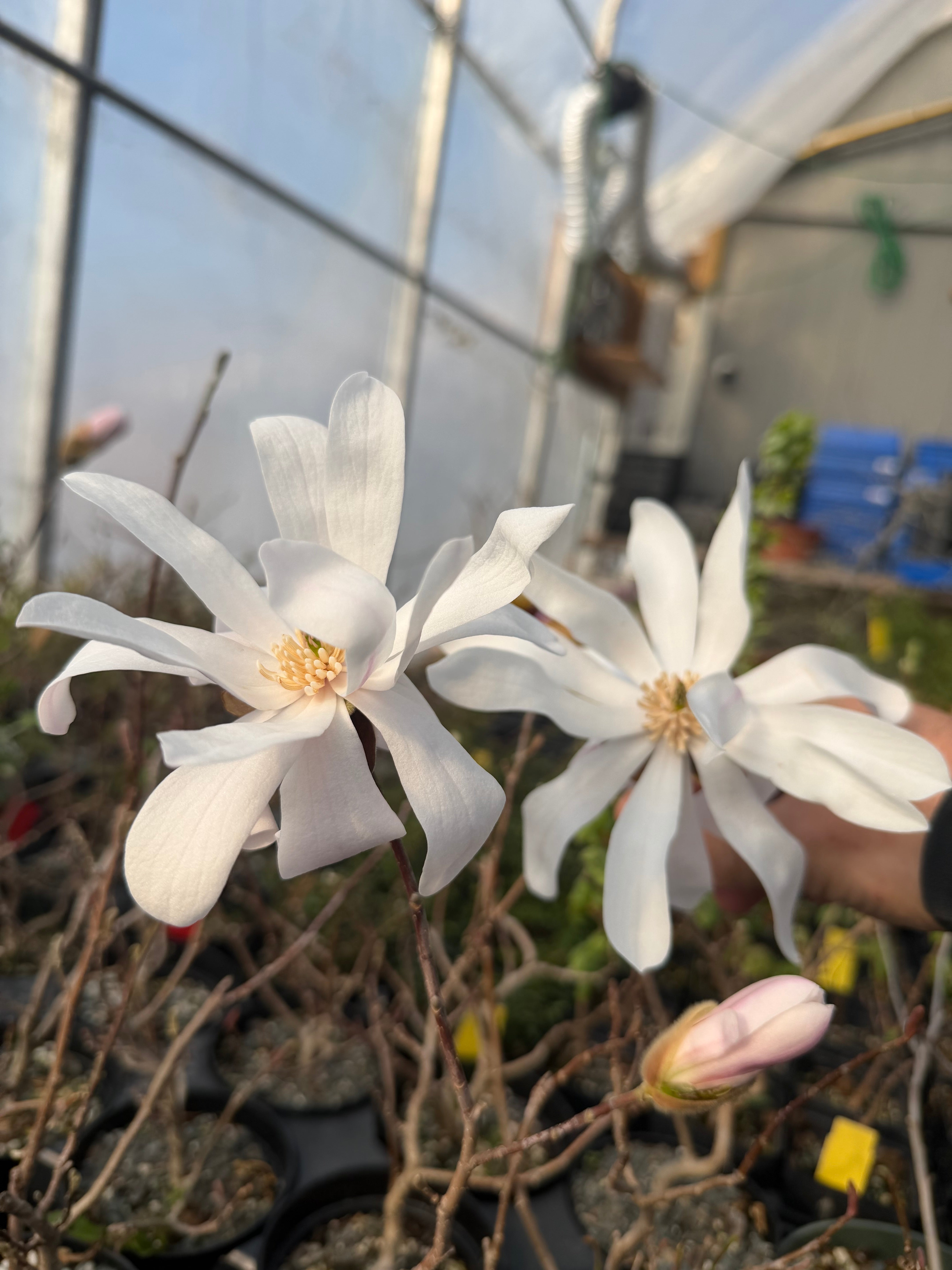 Magnolia (fleur blanche/rose)