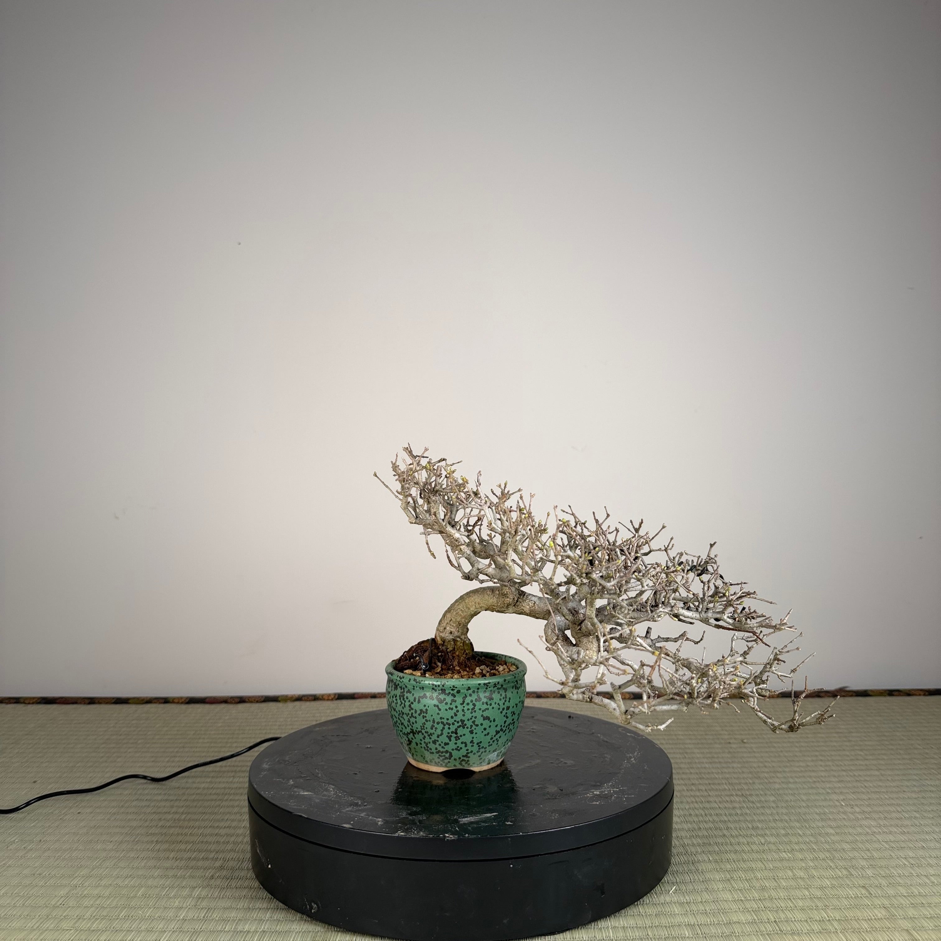 Ligustrum Arakawa *Voir note*
