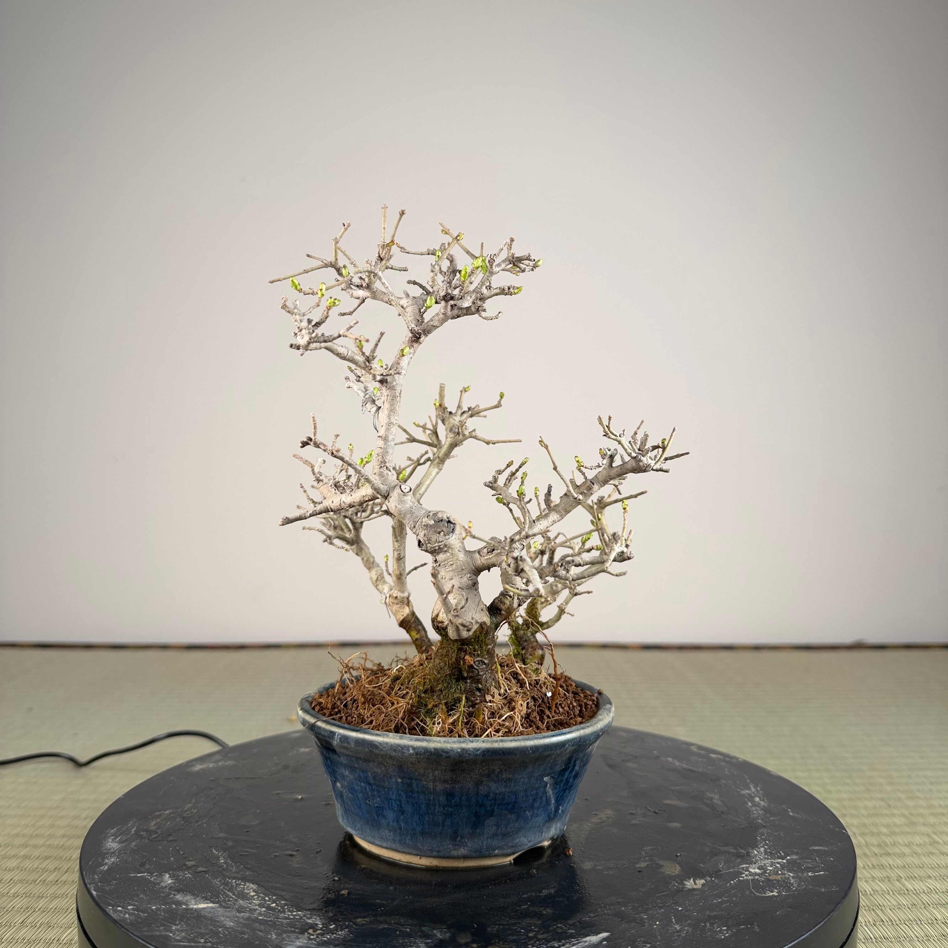 Ligustrum Arakawa *Voir note*