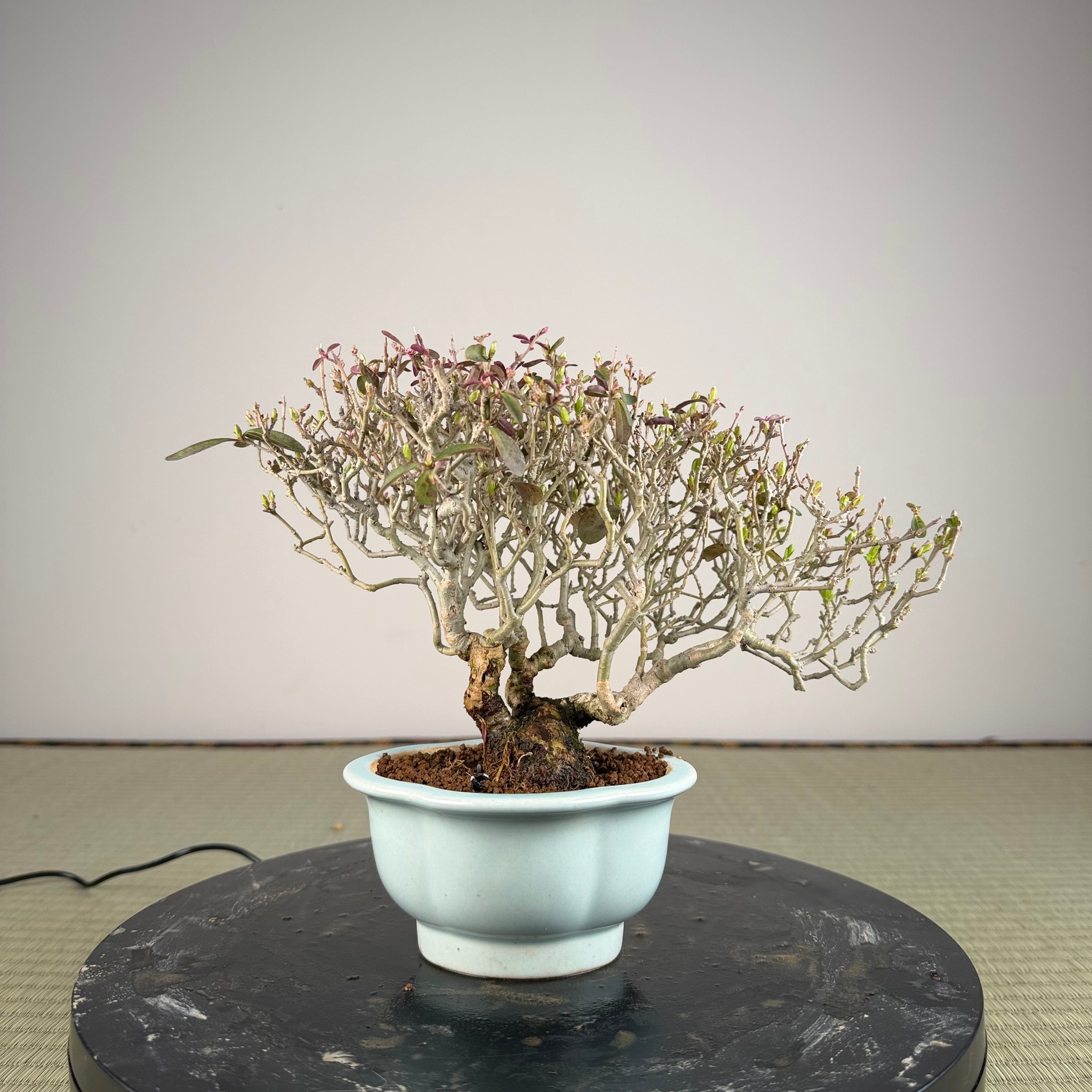 Ligustrum Arakawa *Voir note*