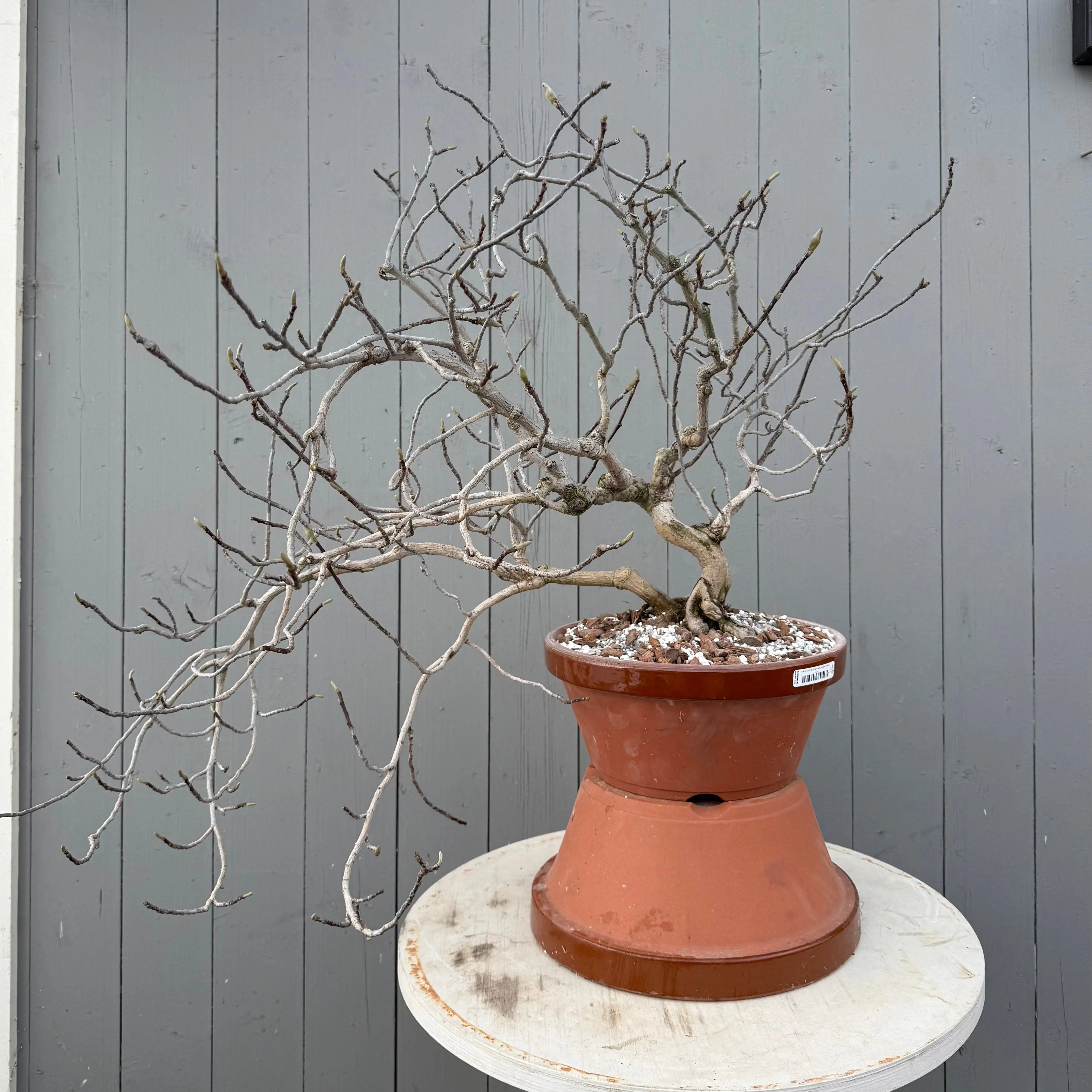 Magnolia (purple) Canada Bonsai