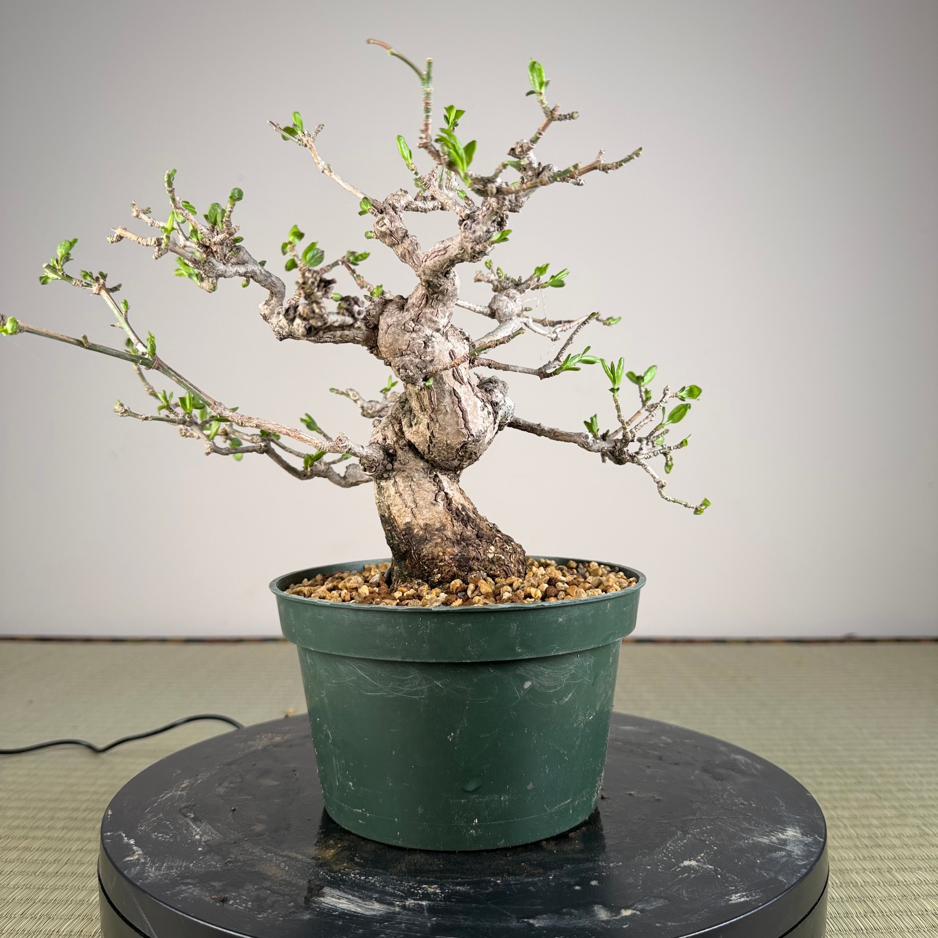 Euonymus