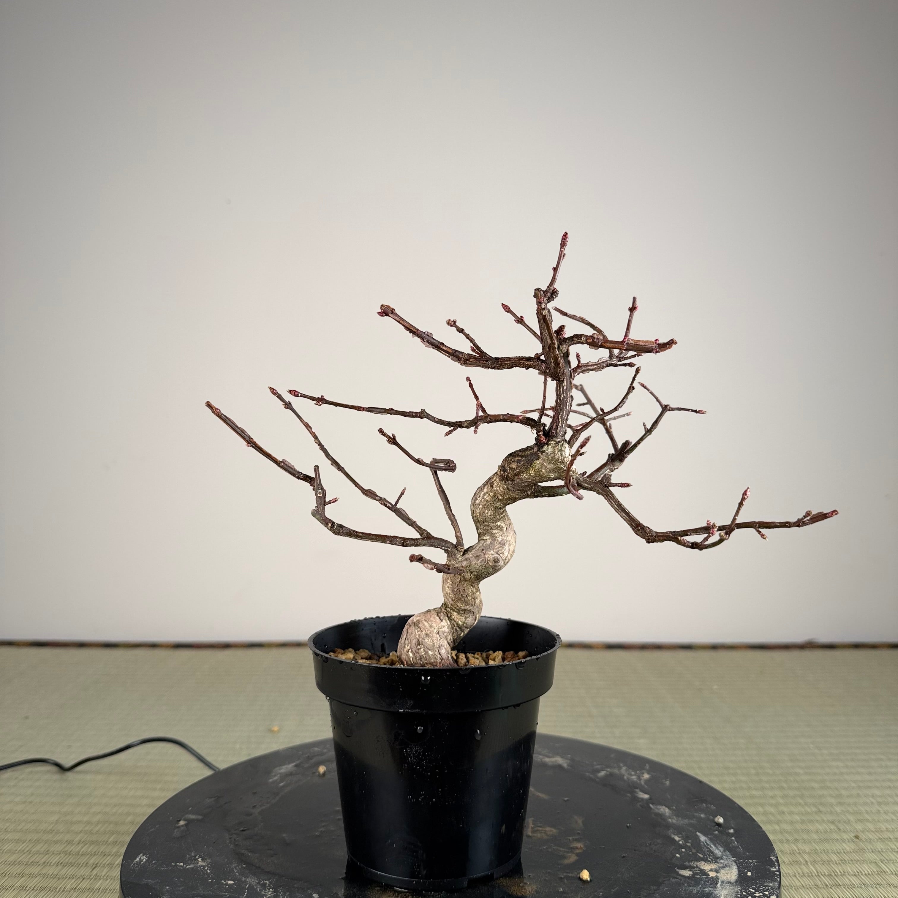 Euonymus