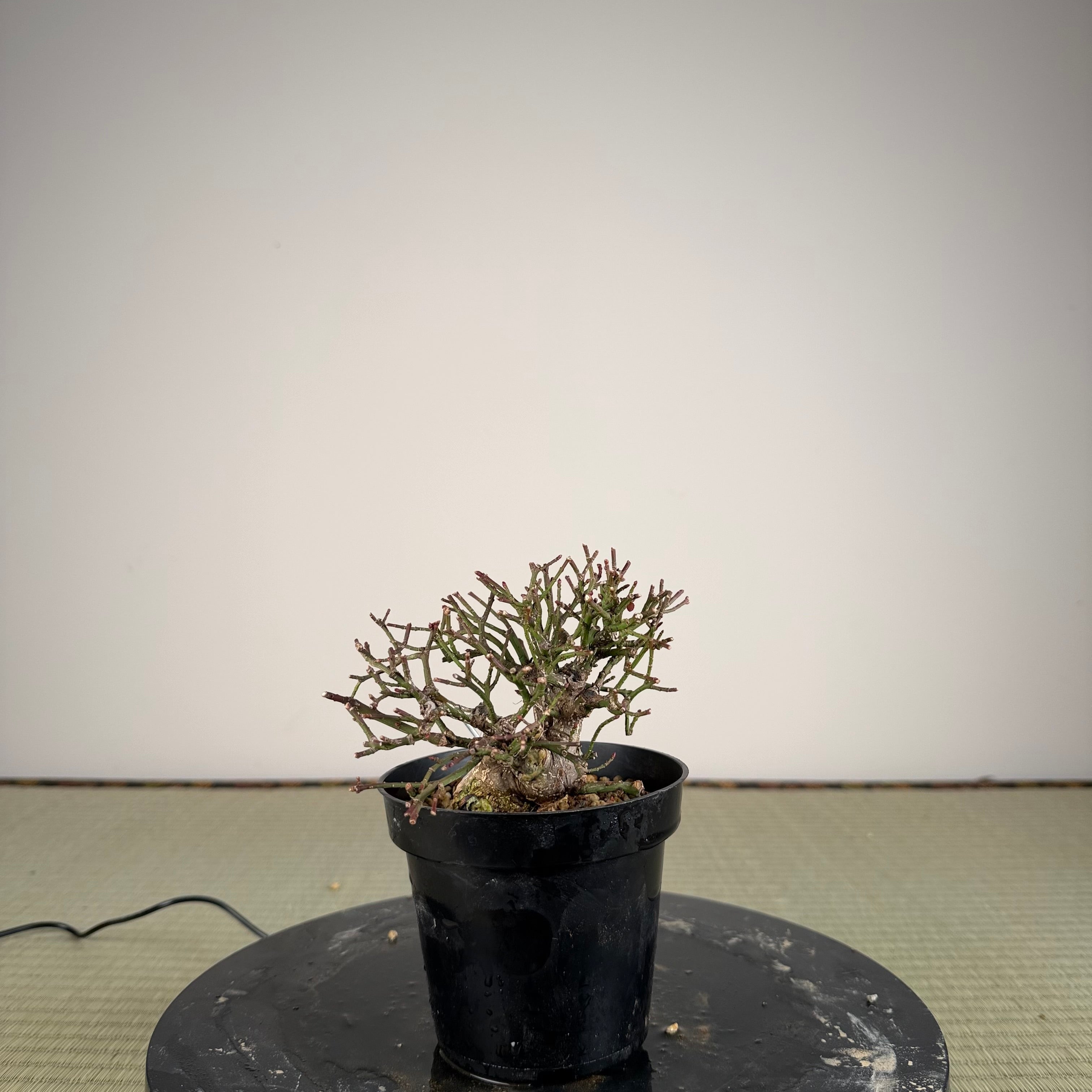 Euonymus