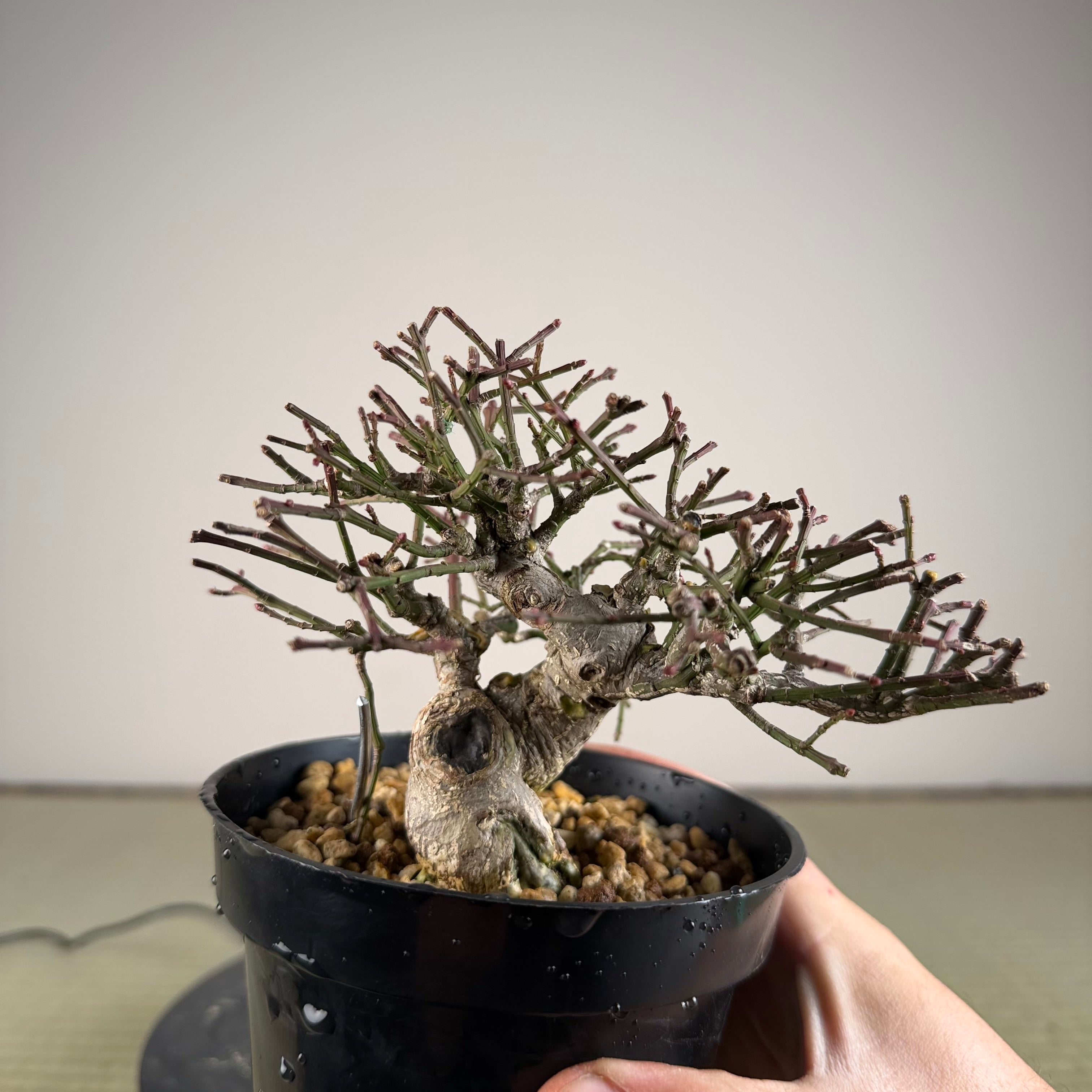 Euonymus