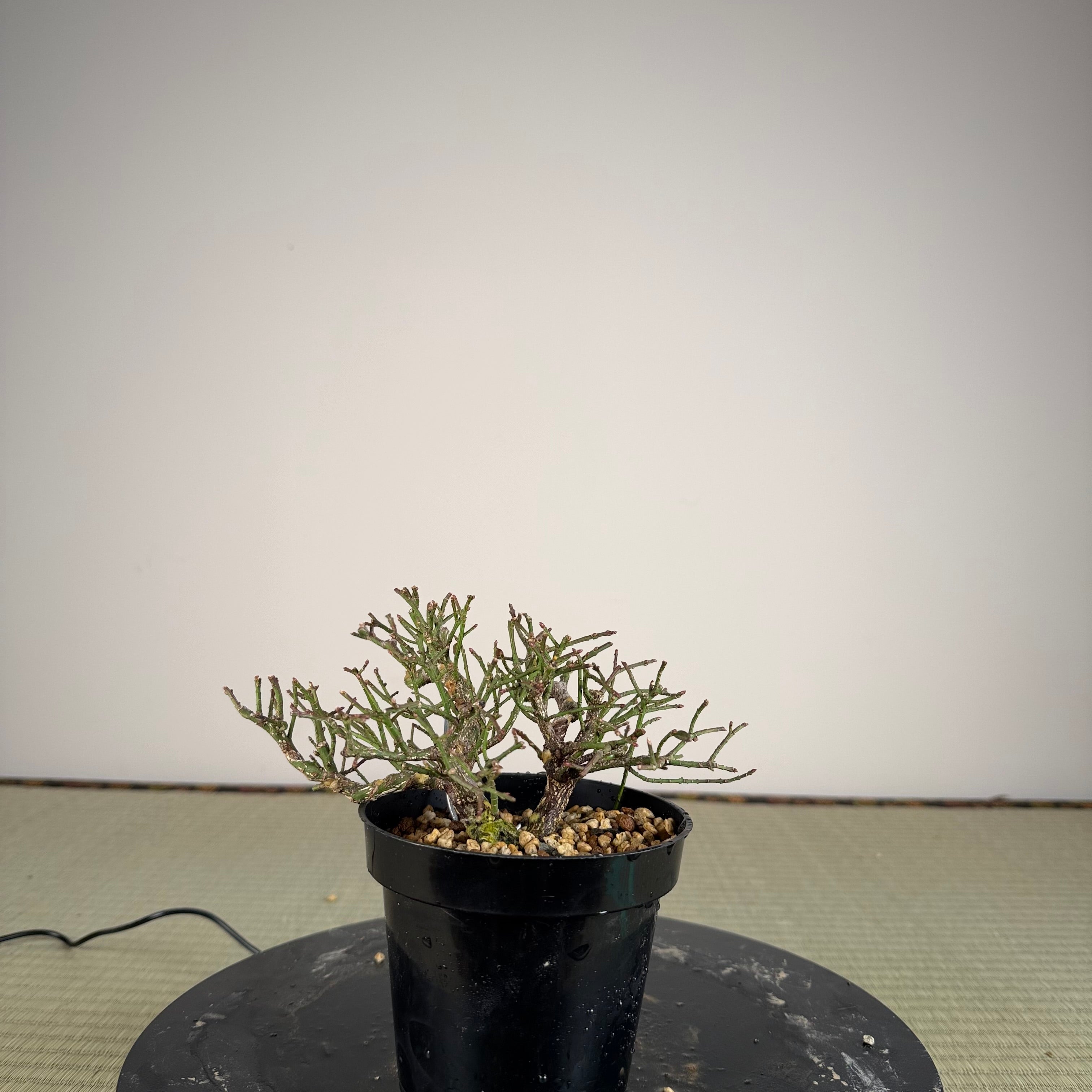 Euonymus