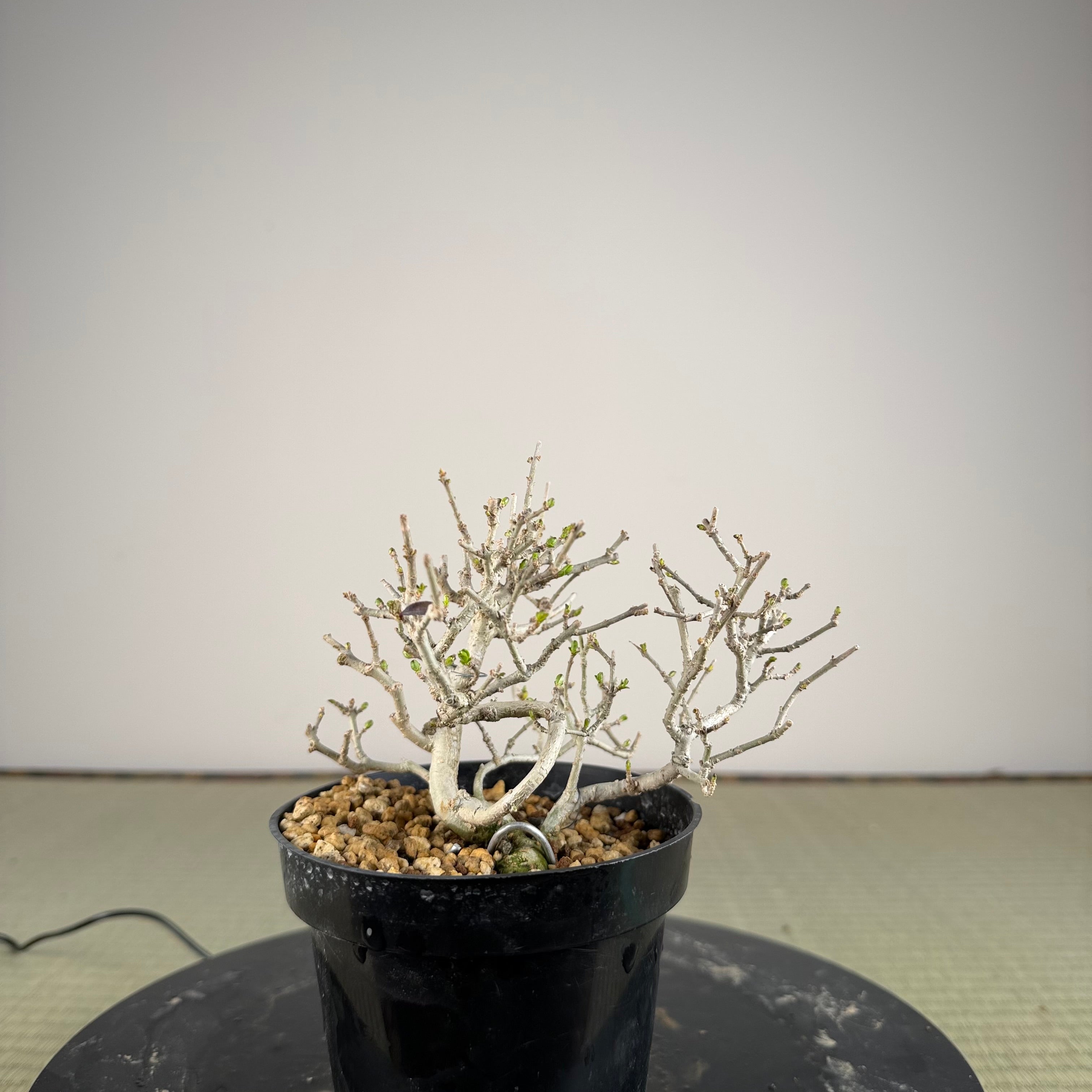 Ligustrum Arakawa *Voir note*