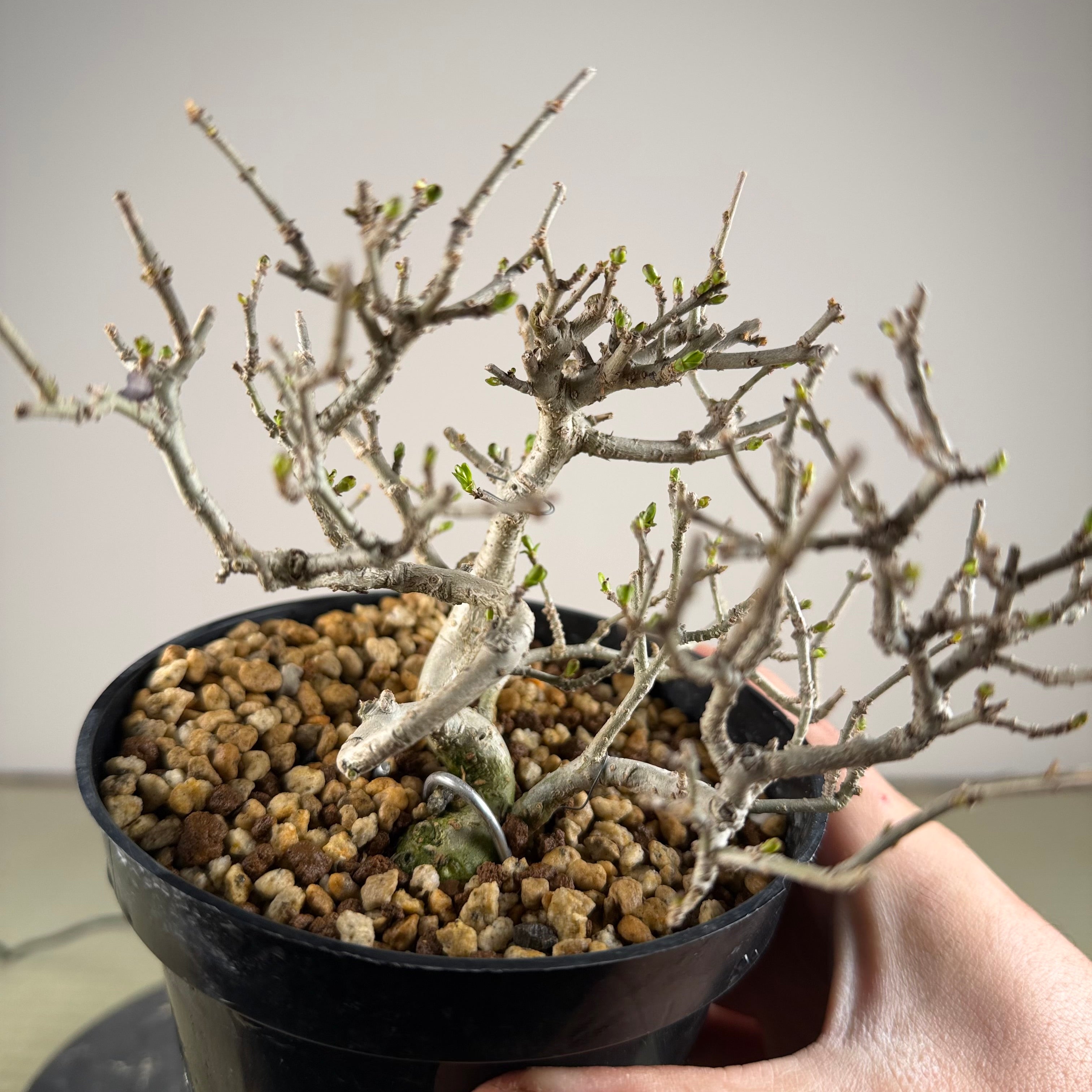 Ligustrum Arakawa *Voir note*