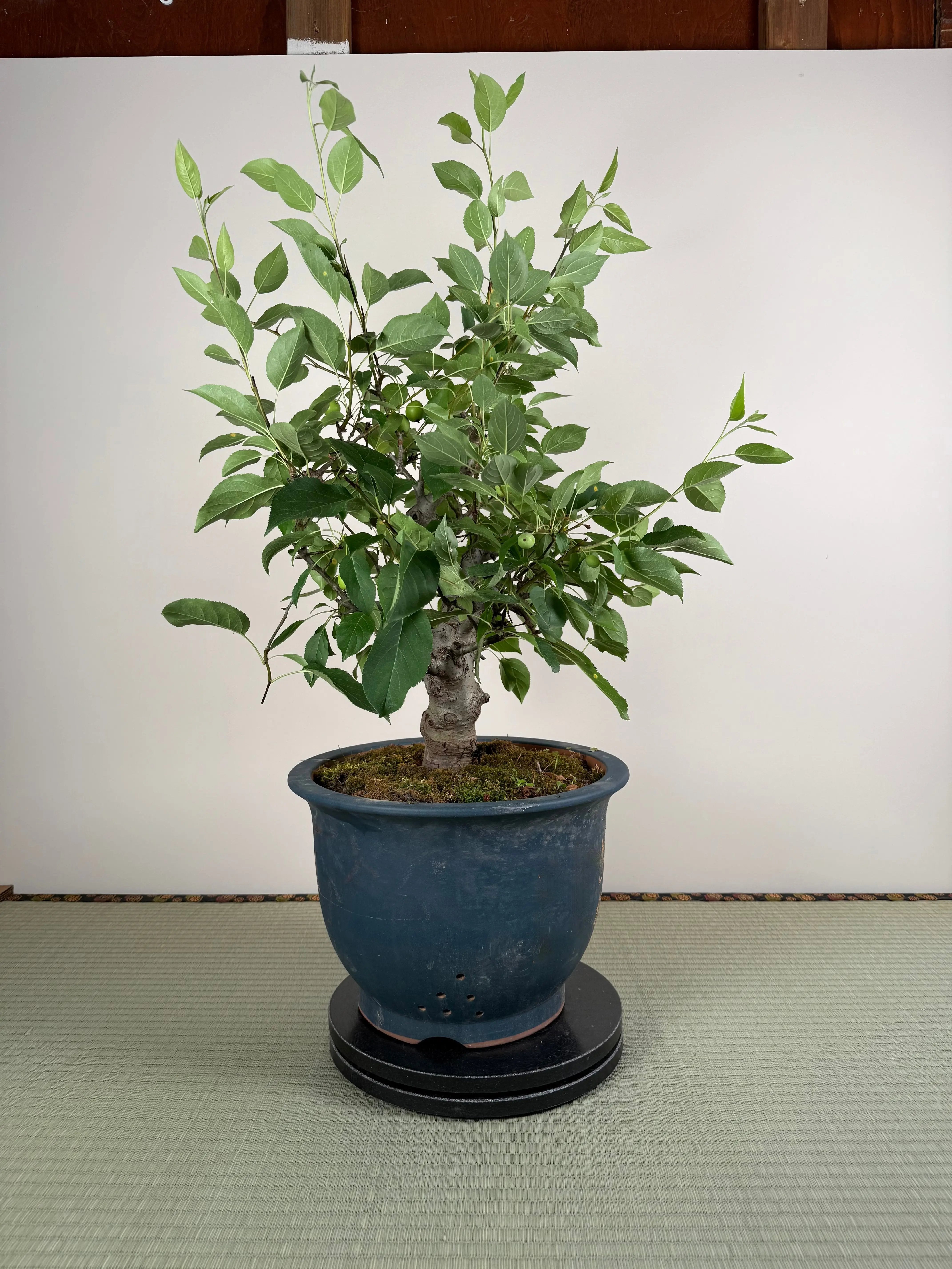 Malus 'Hime Ringo' Canada Bonsai