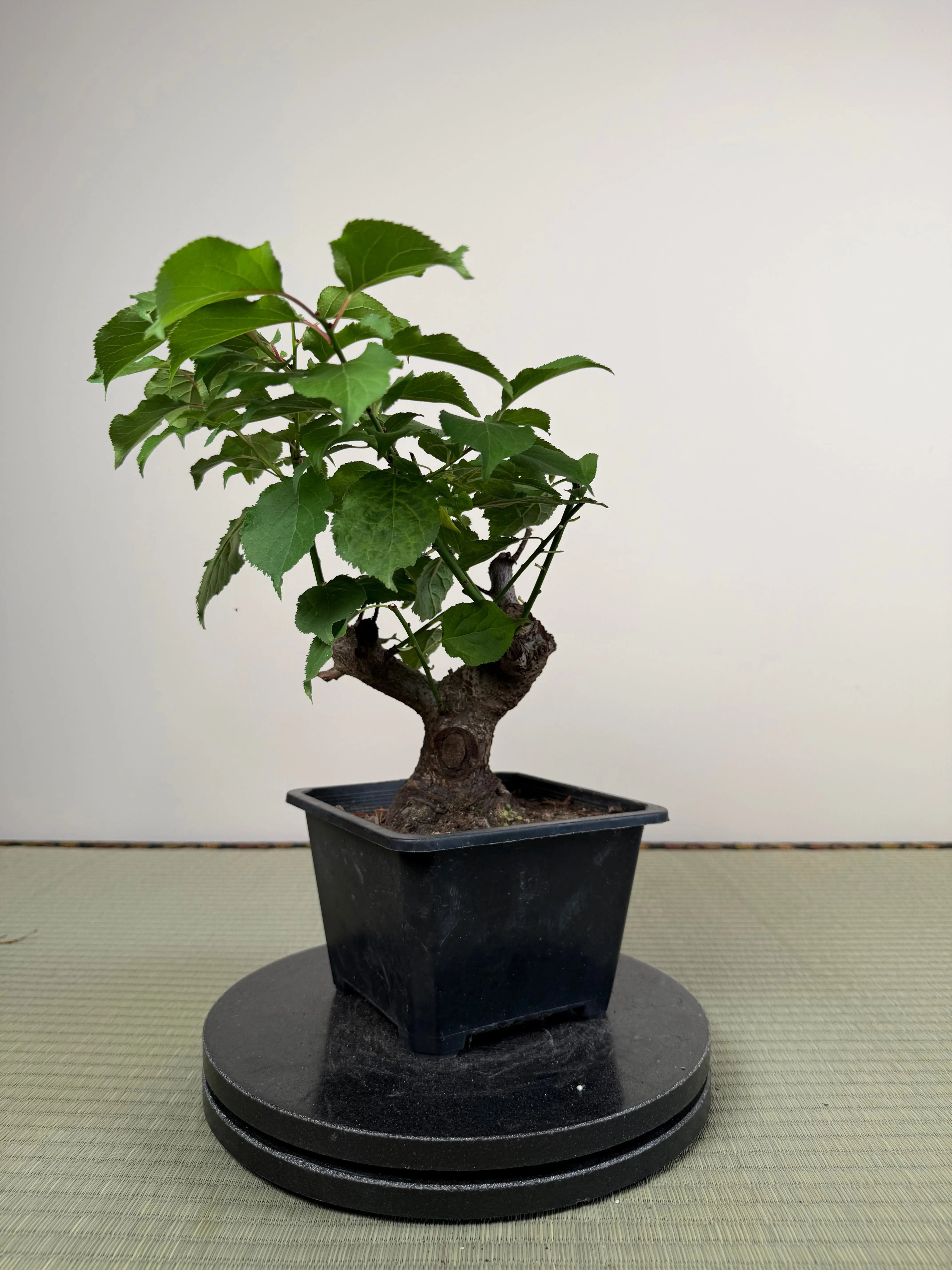 Prunus mume Canada Bonsai