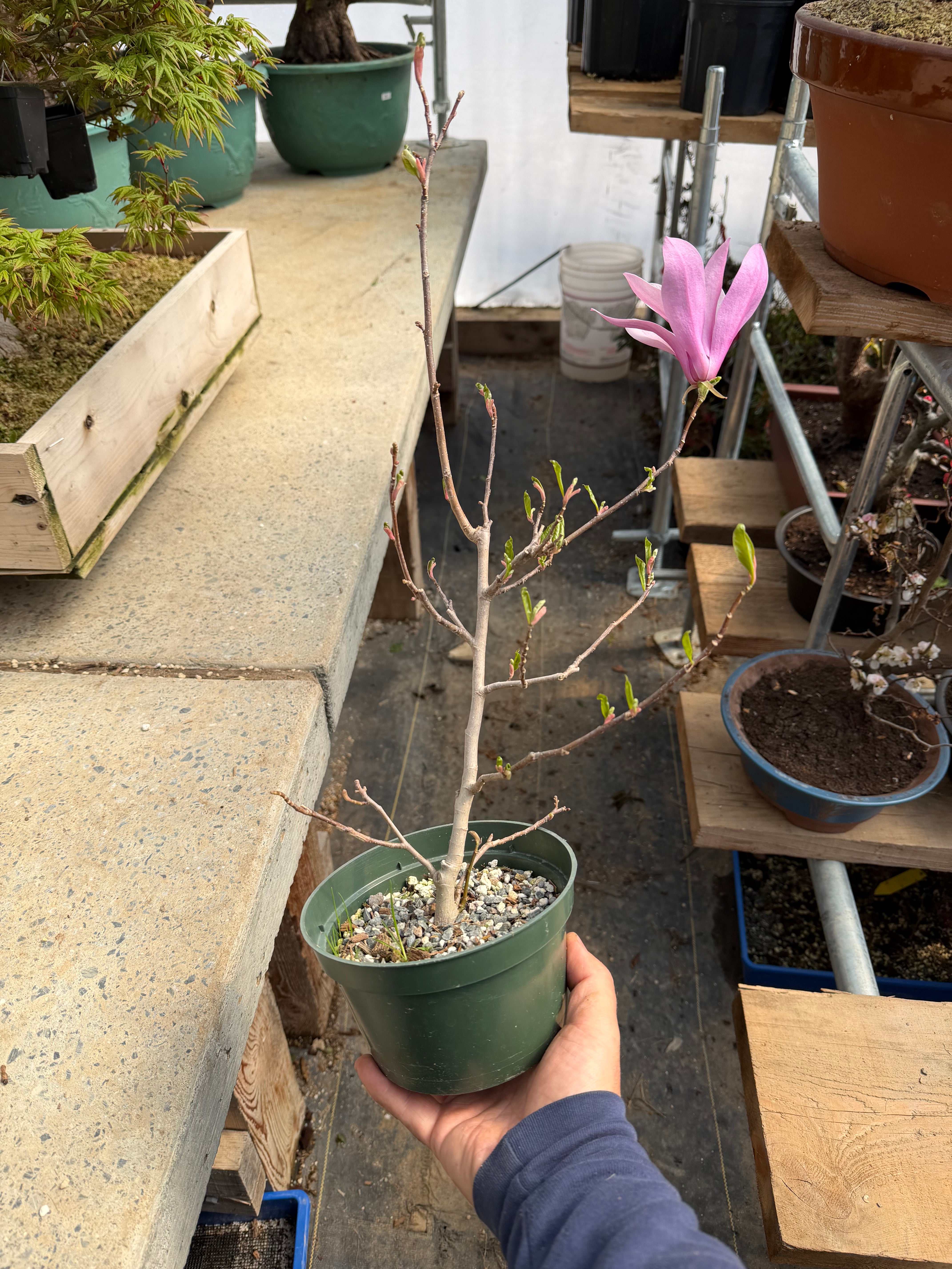 Magnolia (grand ; fleur violette)
