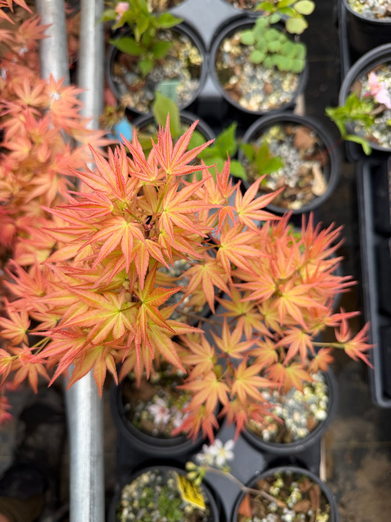Acer palmatum 'Beni Chidori'