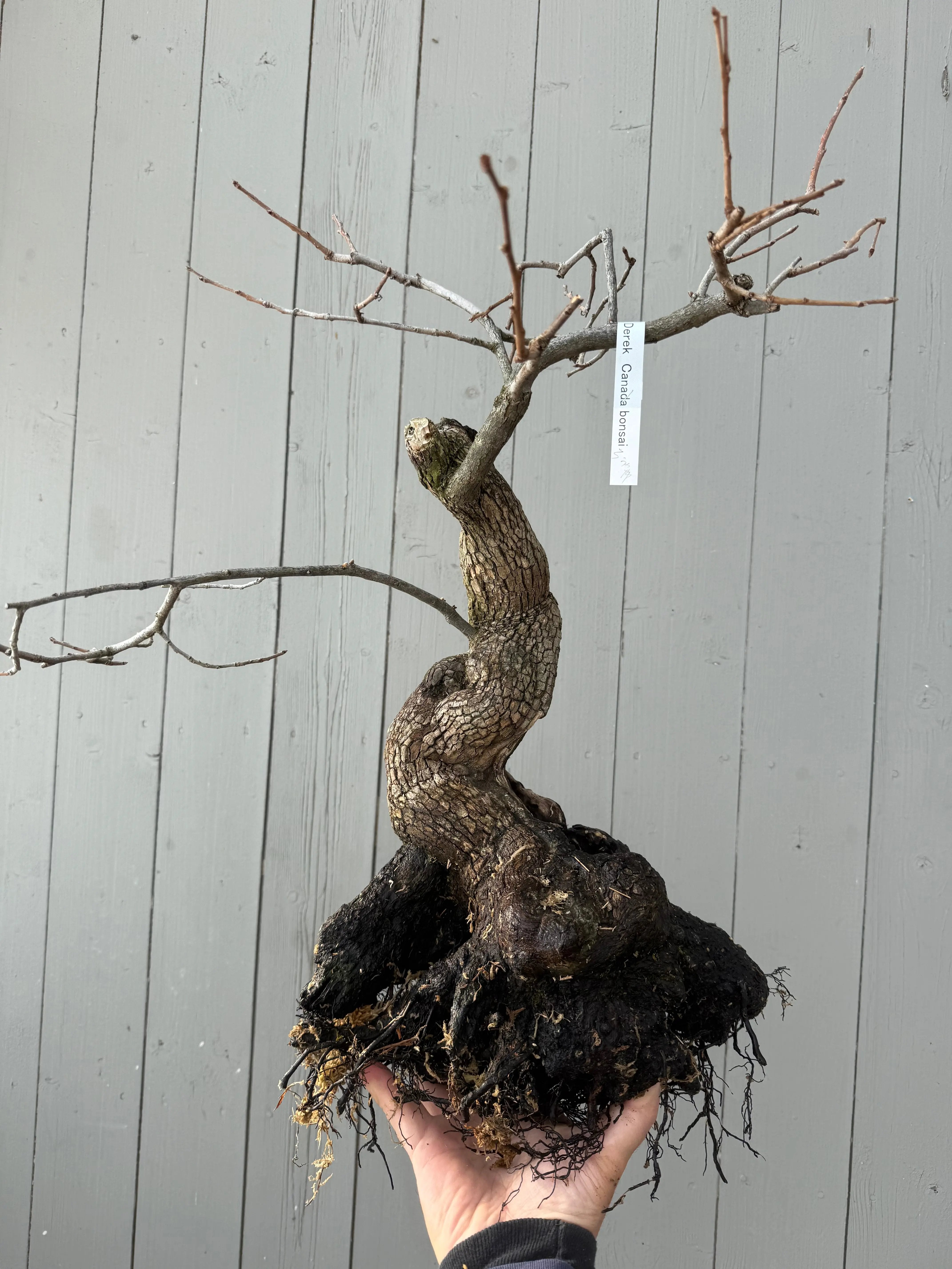 Diospyros Kaki Canada Bonsai
