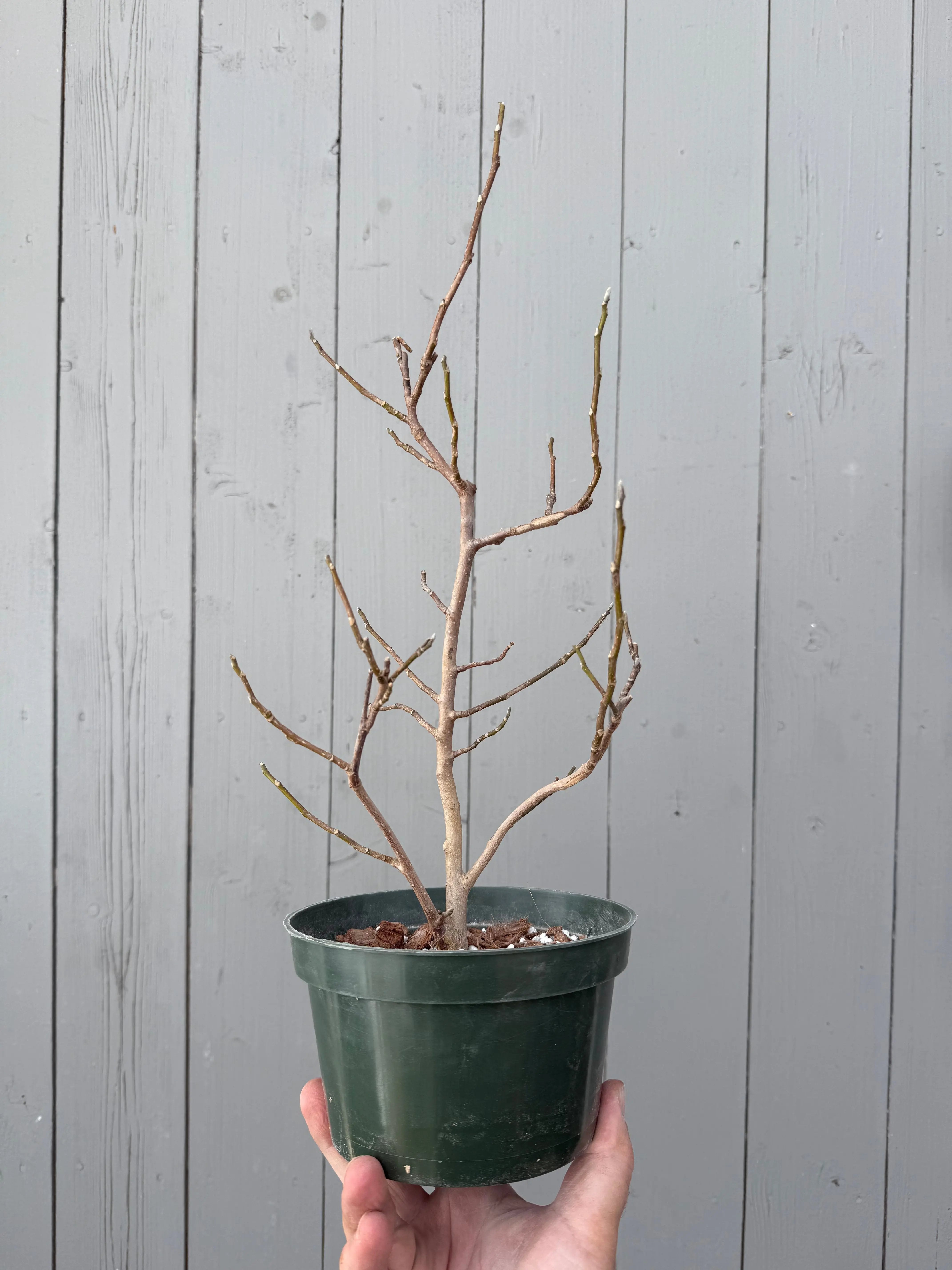 Magnolia Canada Bonsai