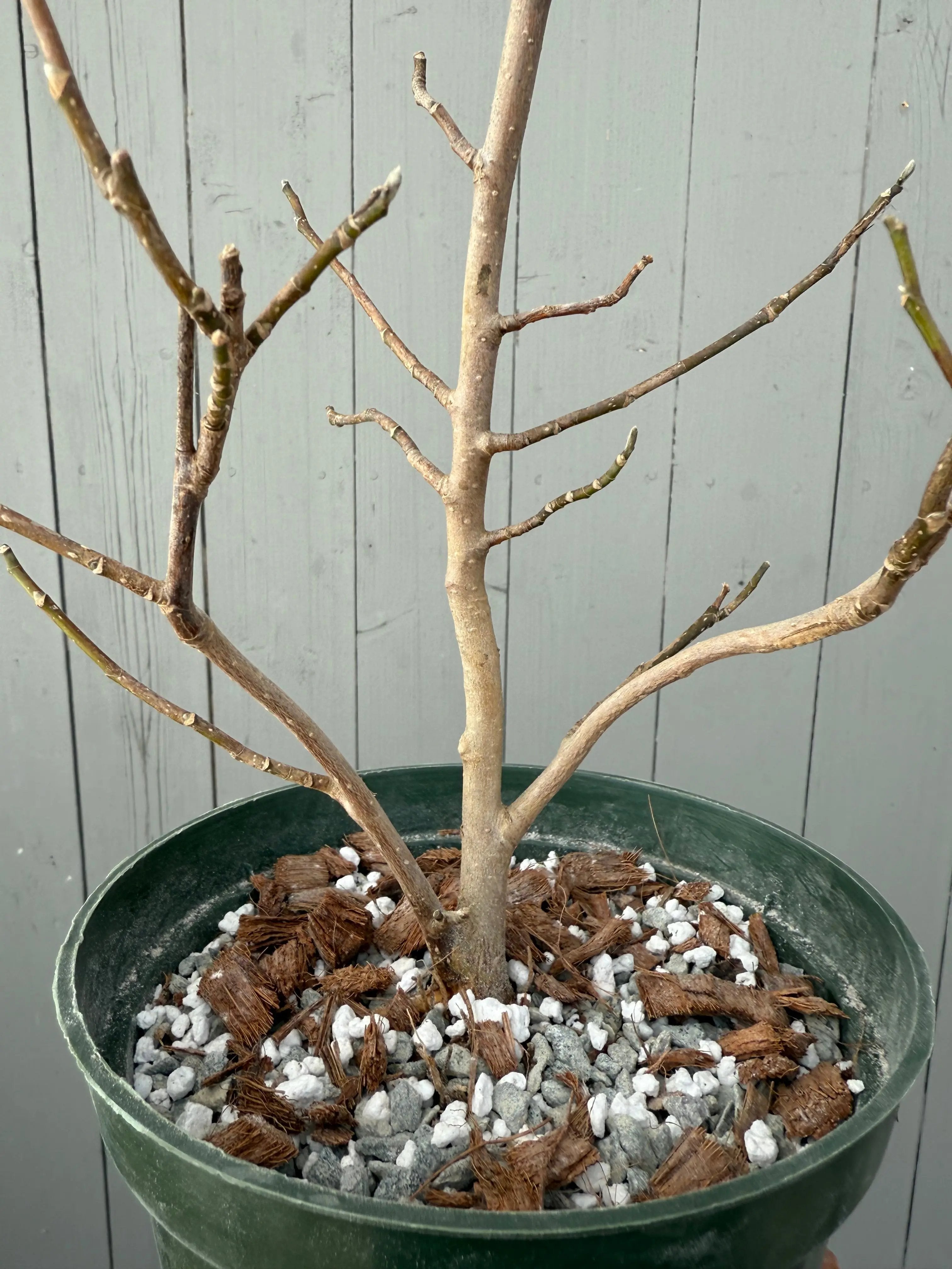 Magnolia Canada Bonsai